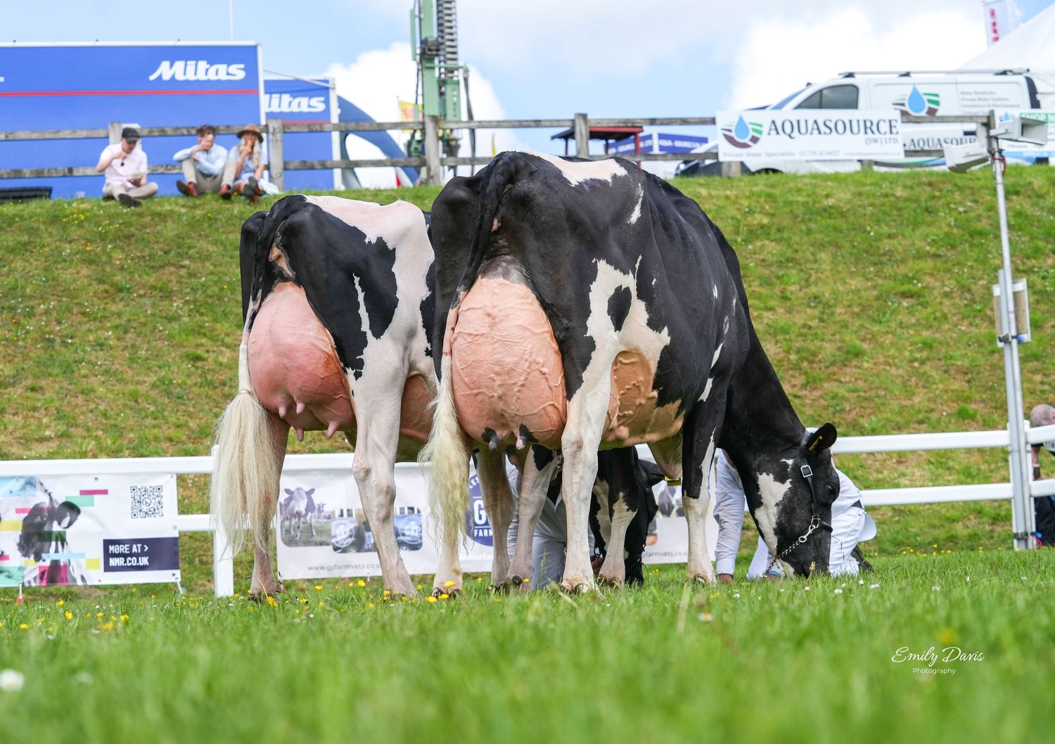 Two black and white Holstein cows grazing together in a fenced area at an outdoor event.