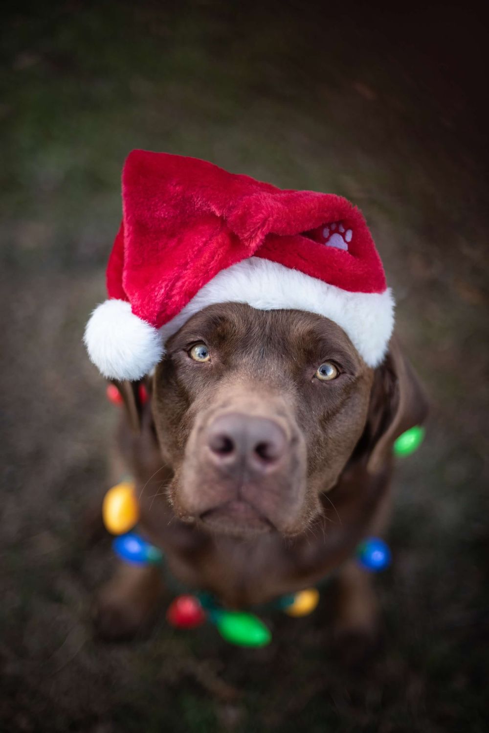 Pet Portrait of a Chocolate brown ladrador dog wearing Santa hat and holiday lights necklace looking at camera.