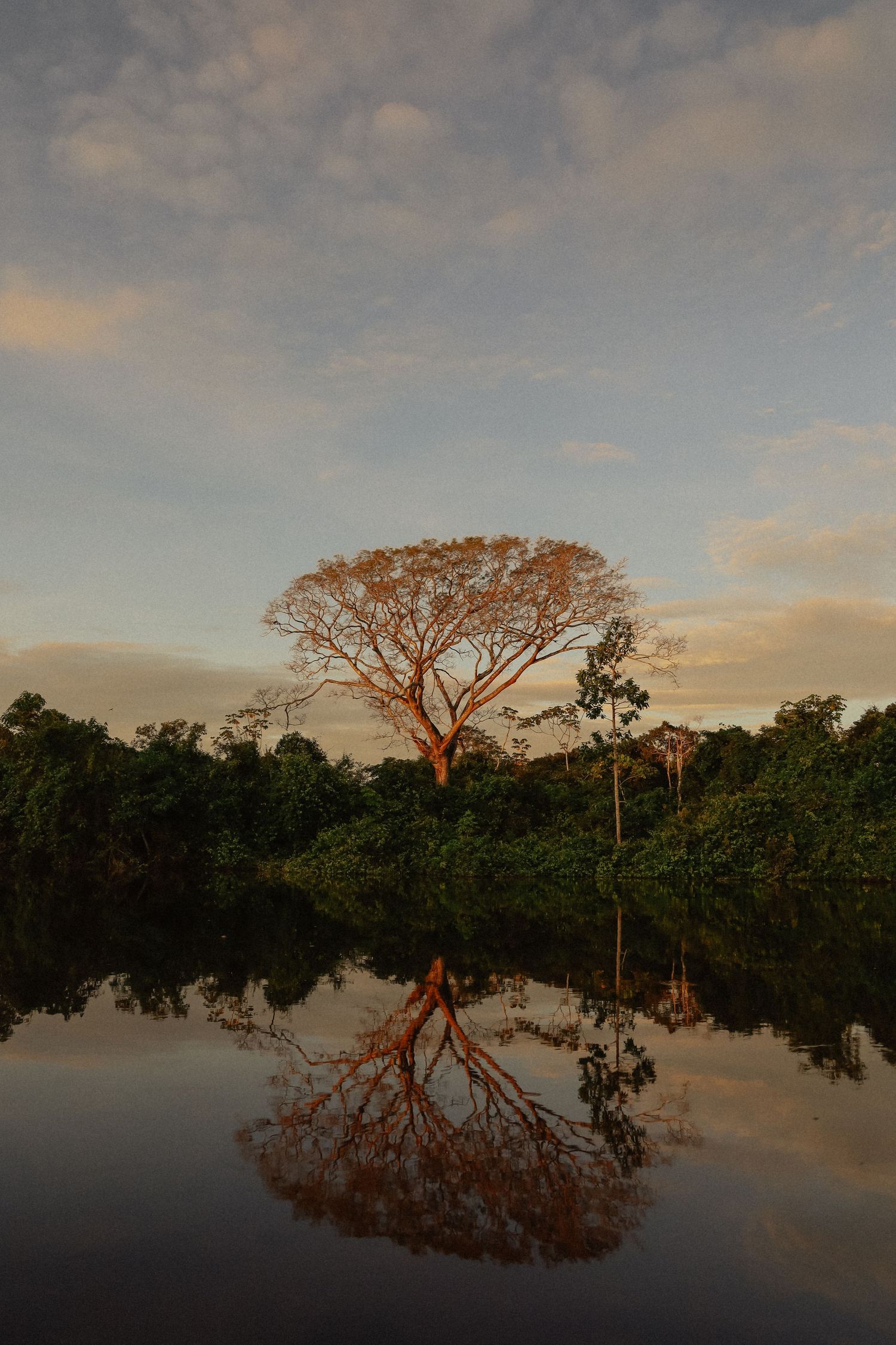 Tree Reflection in the Pampas in Rurrenabaque, Bolivian Amazon. Travel Photography. Nature Photography.