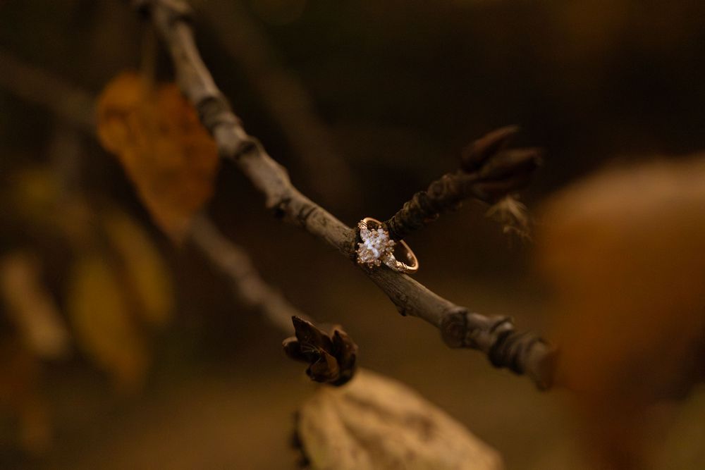 Gold diamond engagement ring delicately balanced on a bare autumn tree branch with warm brown bokeh background.