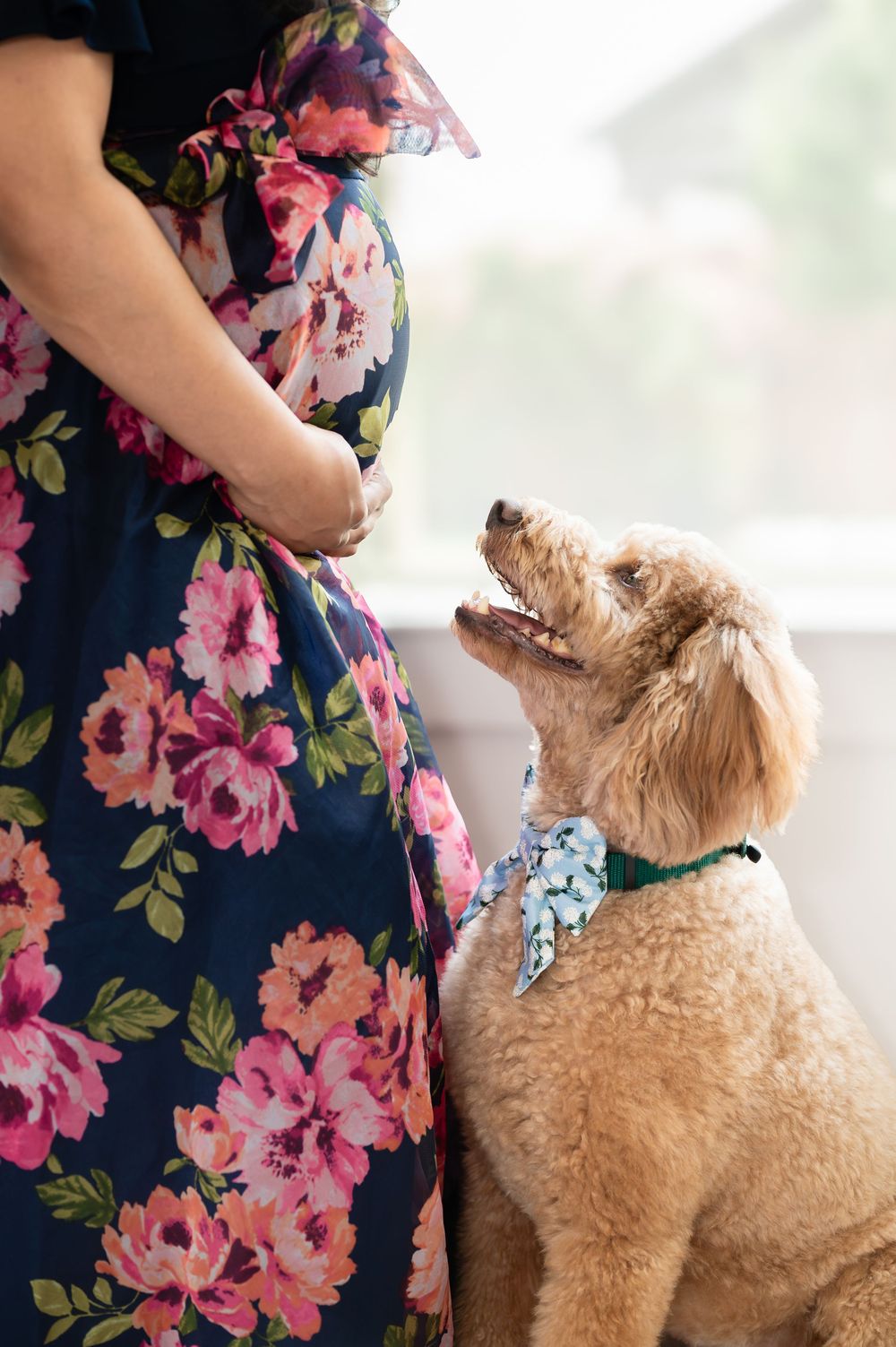 A golden doodle dog looks up lovingly at someone wearing a navy floral dress.