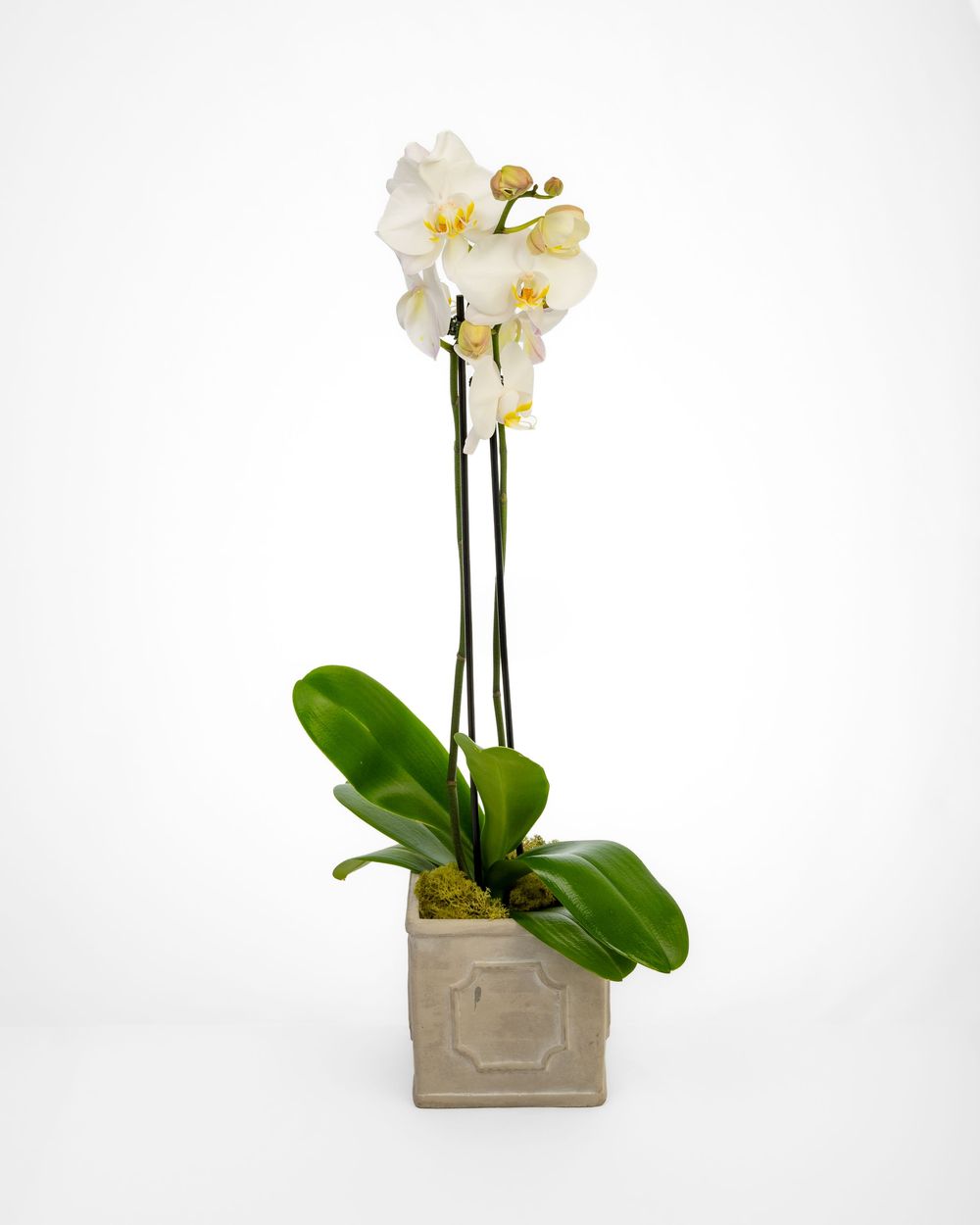 White orchid in a square gray ceramic pot on white background .