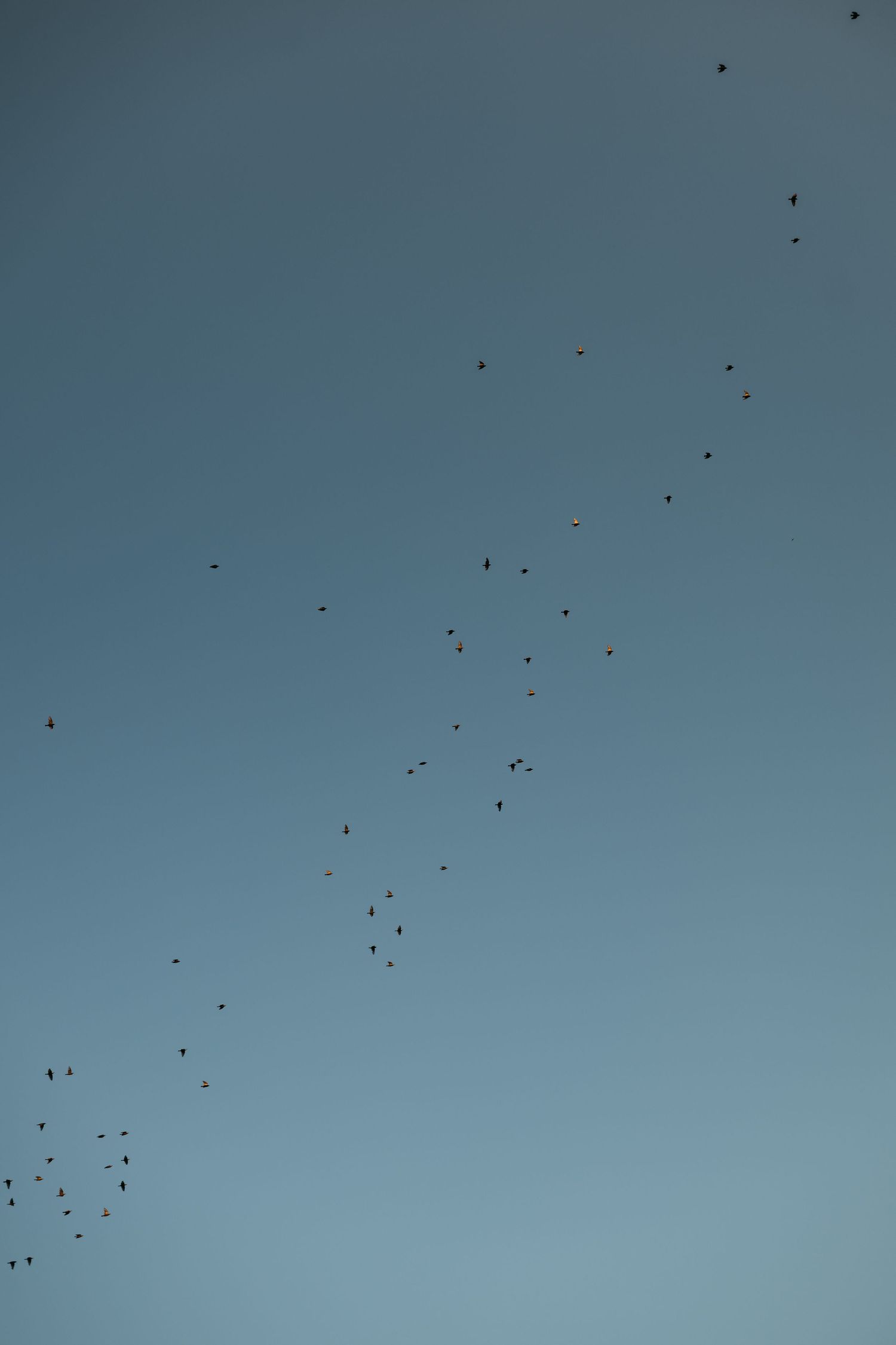 Starling Murmuration in Elmley Reserve, Kent