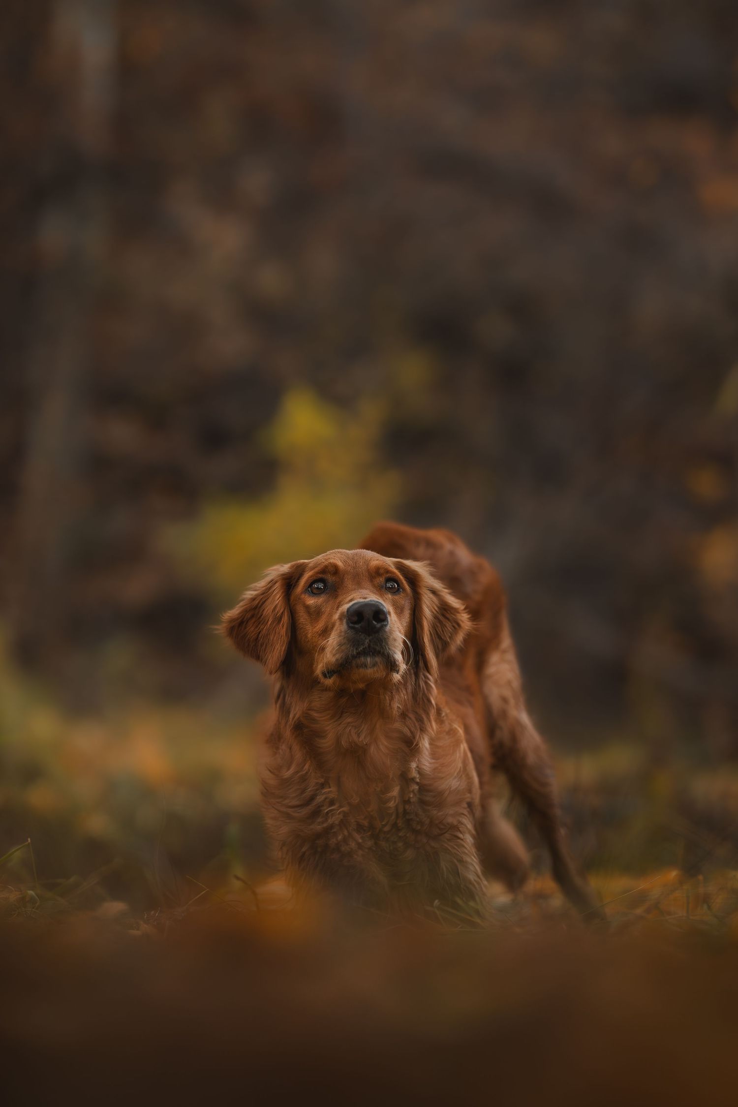 Golden Retriever bowing on the ground in the fall in Utah.