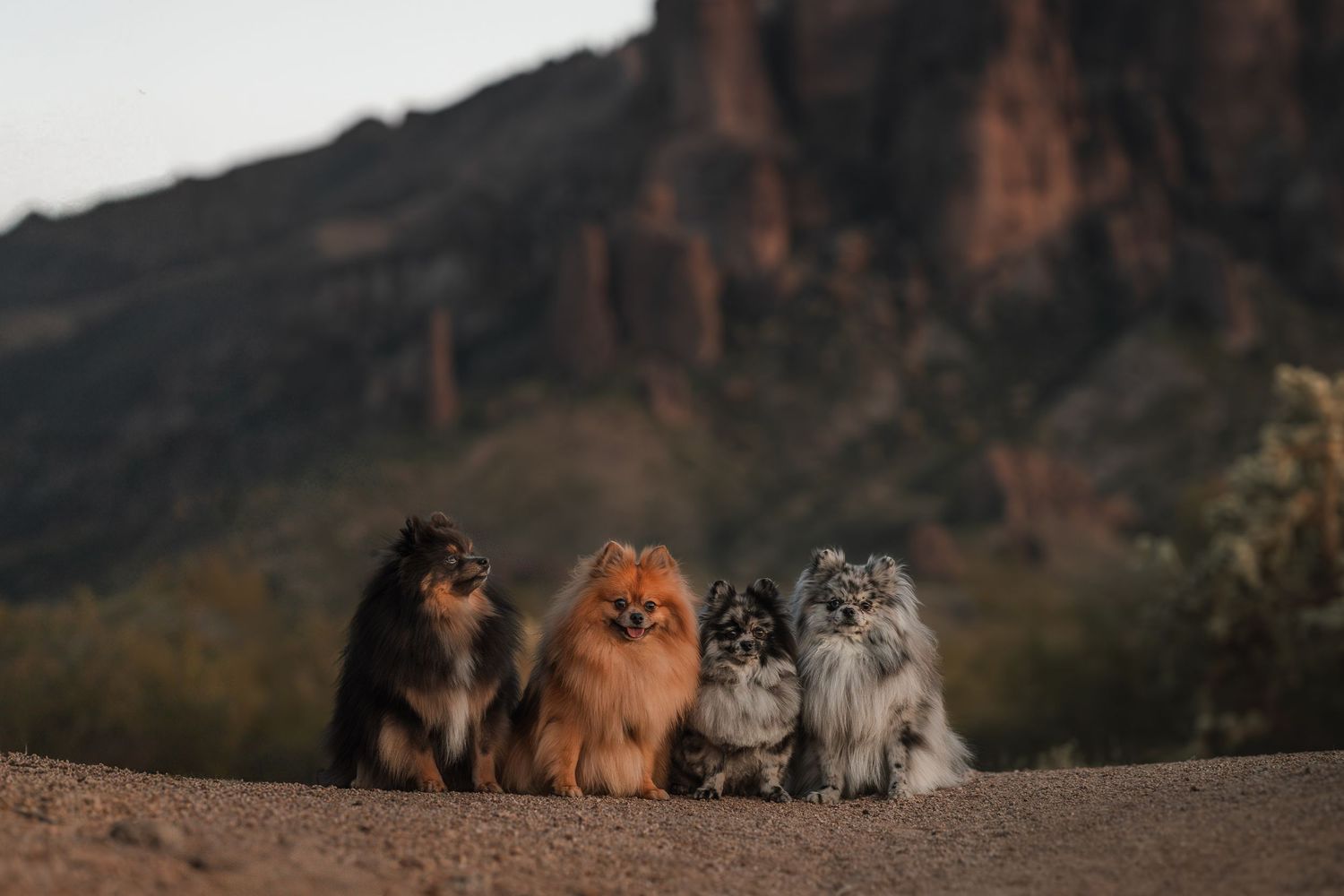 Pomeranians arizona. Arizona dog photographer superstition mountains