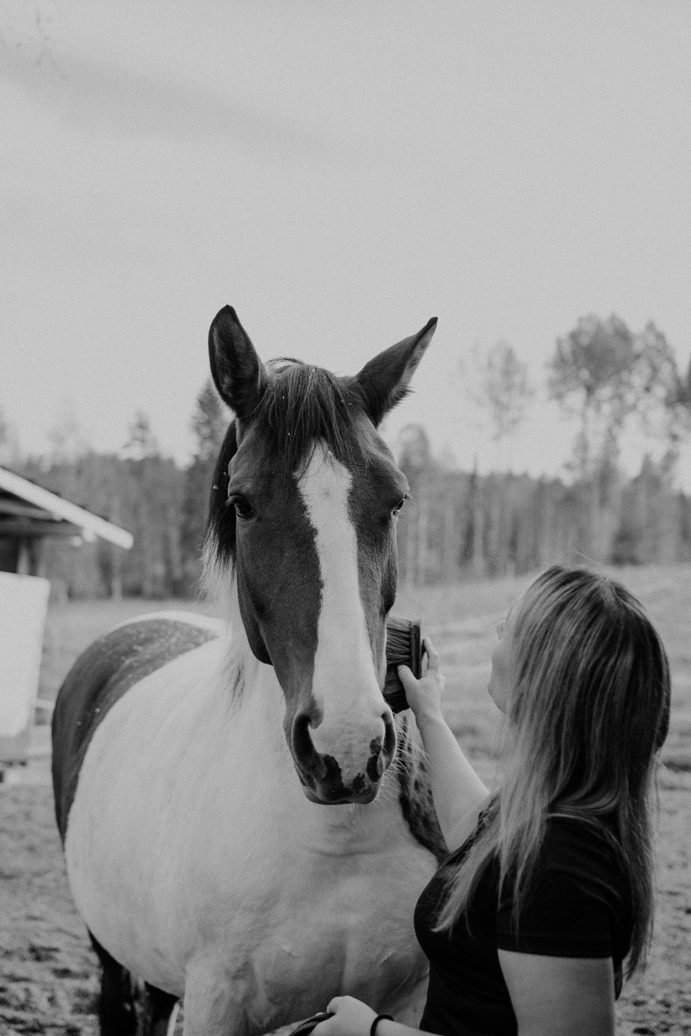 A black and white photo series showing horses and a person interacting in an outdoor field setting.