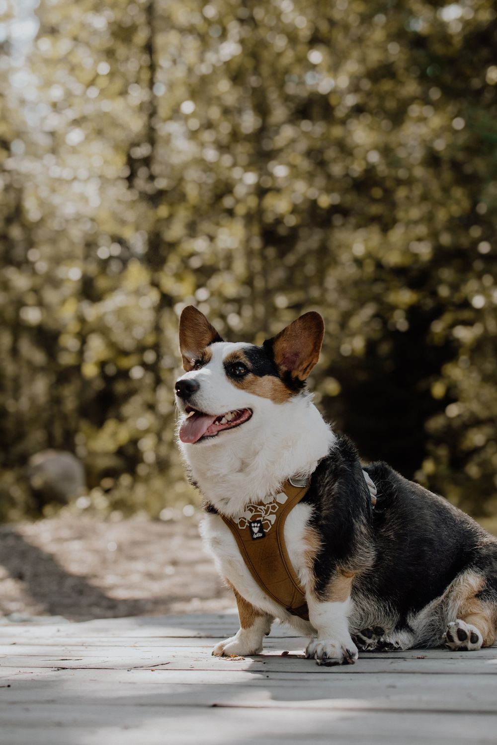 Playful corgi dog rolling and stretching on wooden deck in sunlit outdoor setting with bokeh background.