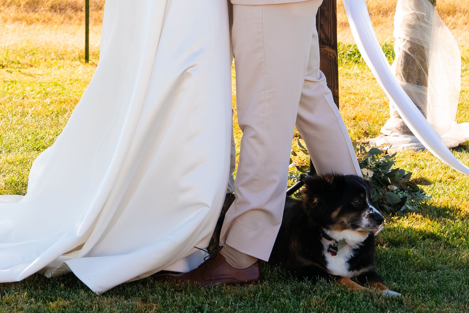 A small black and white dog sits between the legs of a couple in wedding attire on a grassy lawn.