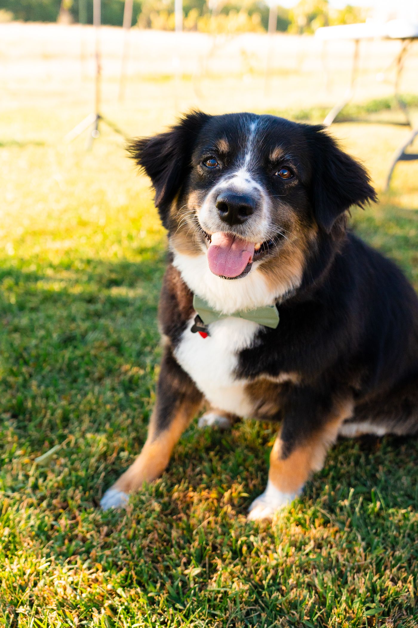 A black and white Australian Shepherd dog lying in grass during golden hour sunlight.