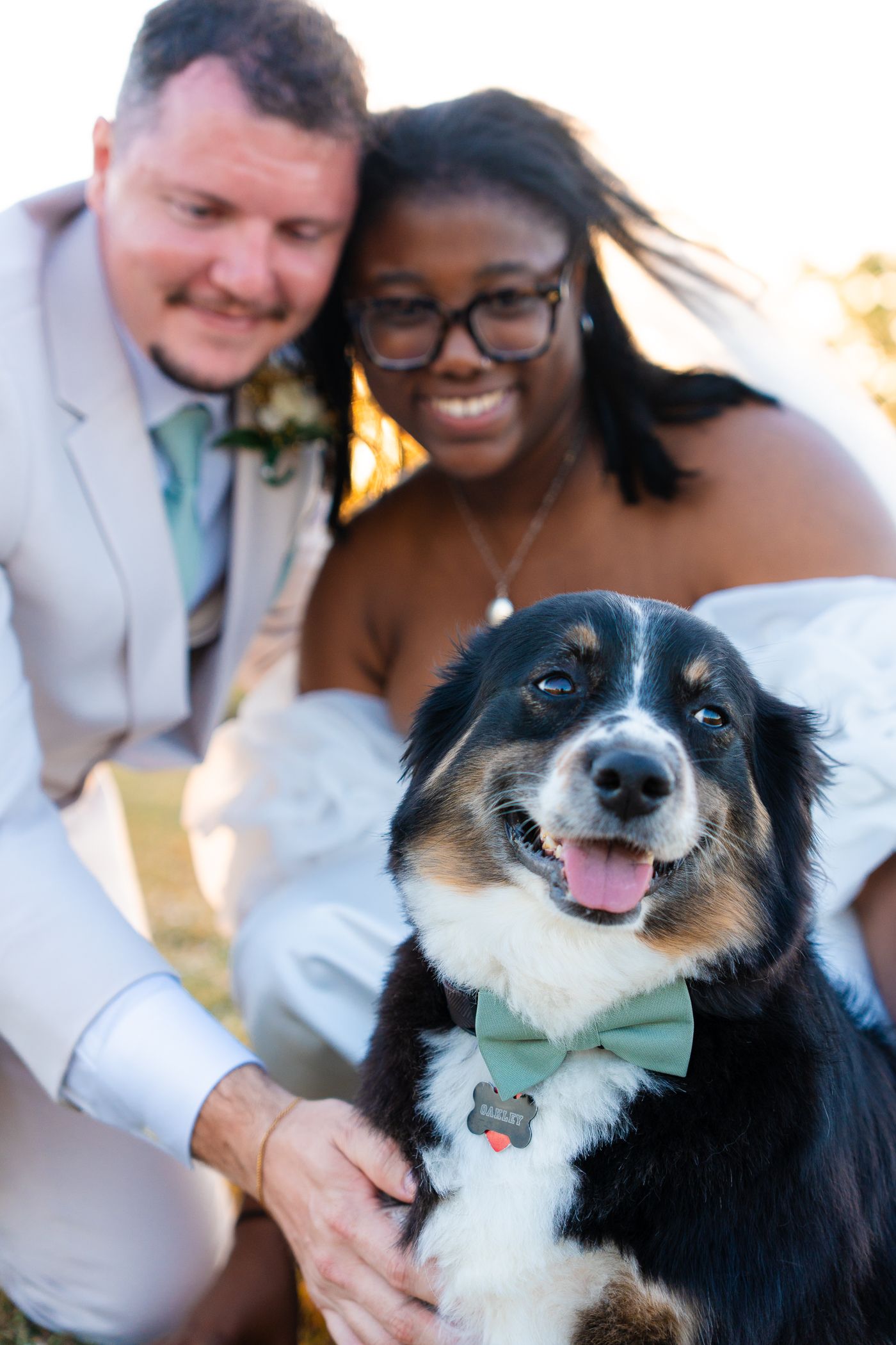 A black and white border collie dog wearing a bow tie poses with a couple during their wedding photos.
