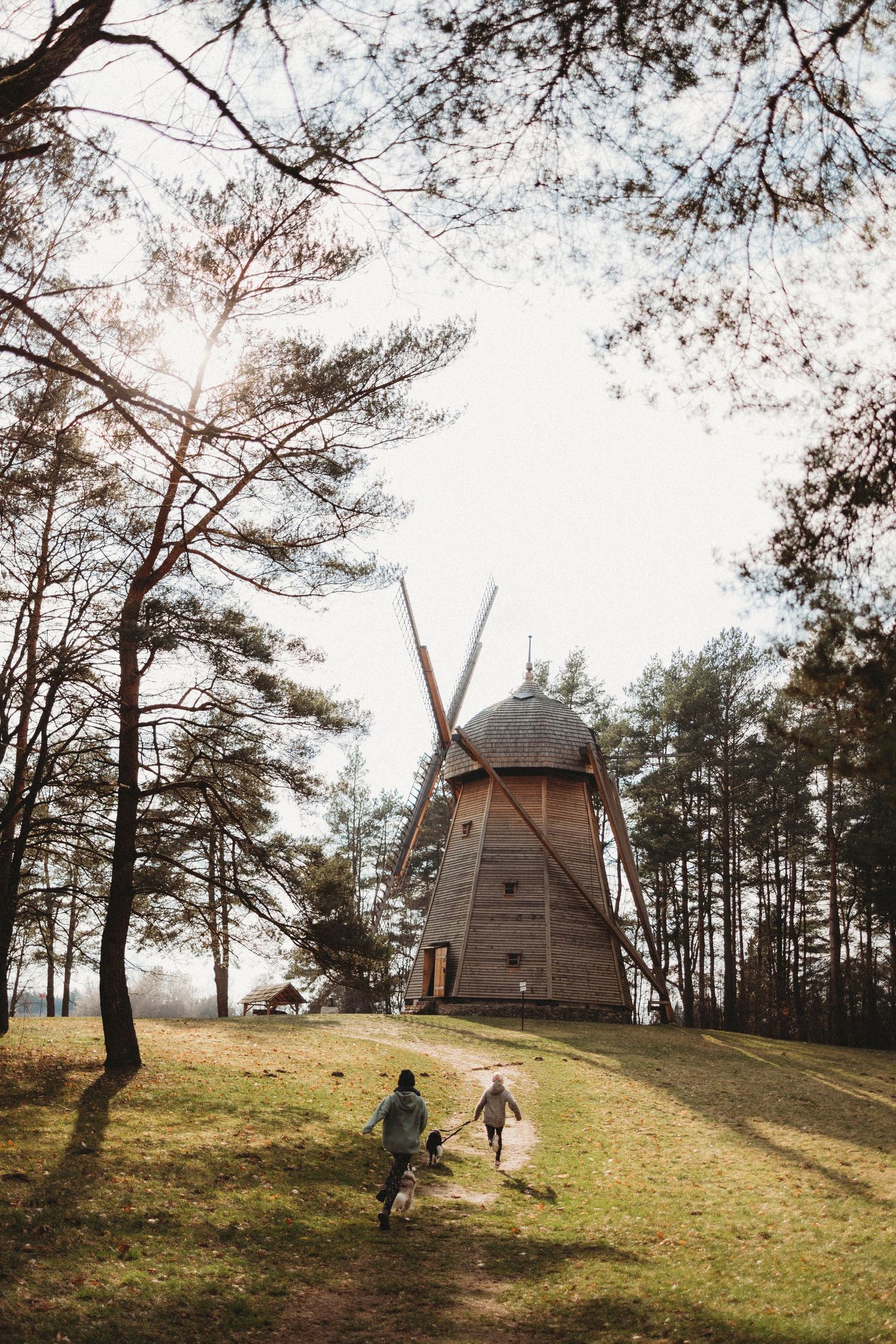 Children run towards an old wooden windmill on a grassy hill surrounded by tall pine trees.