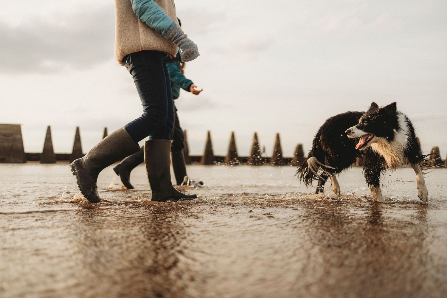 Person carrying child walks with wet Border Collie dog on flooded surface under overcast sky.