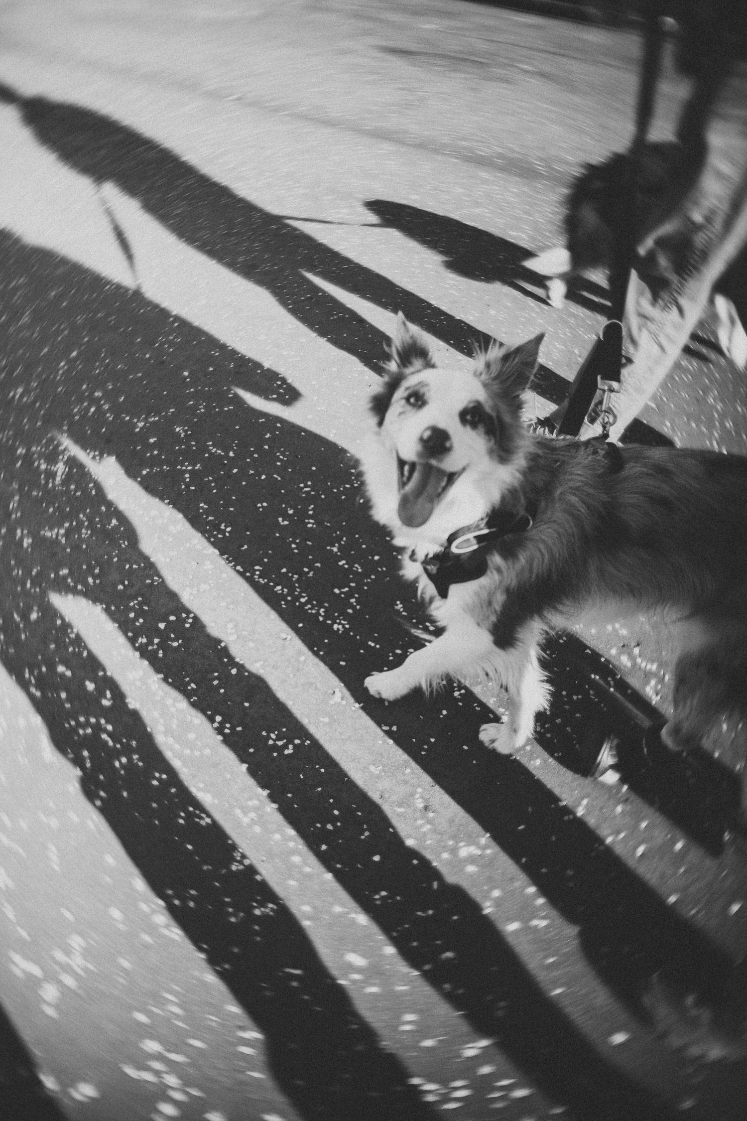 Black and white photo of happy dog casting long shadows on pavement.