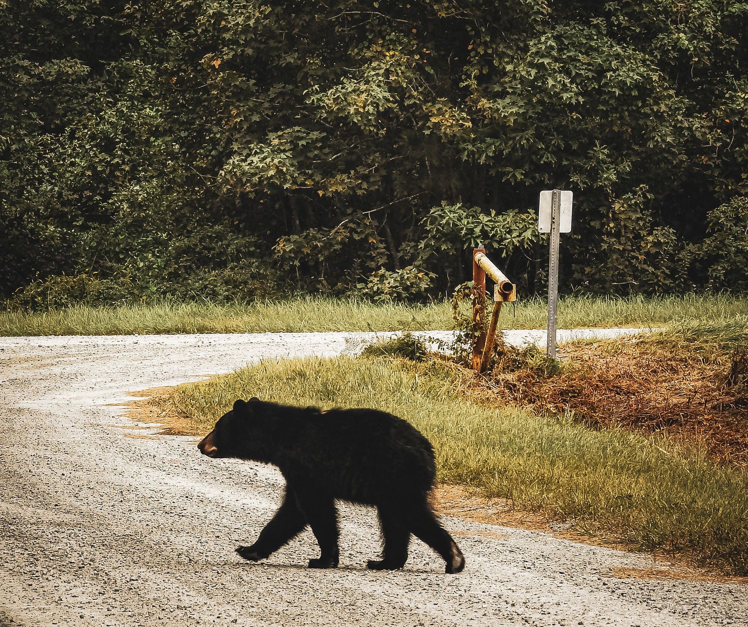 A wild black bear walks along a curved gravel road near dense forest.