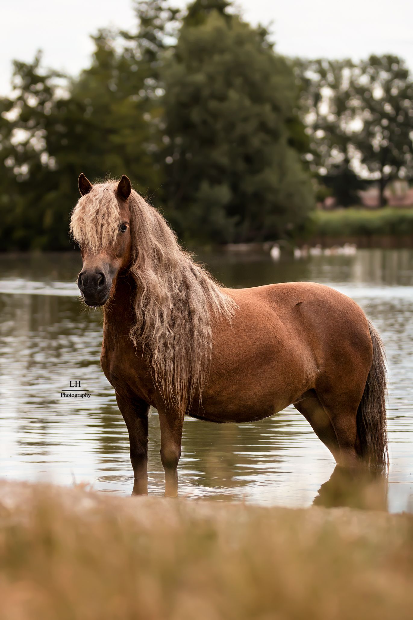Liefdevolle paardenfotografie Twente - LivHoomansPhotography