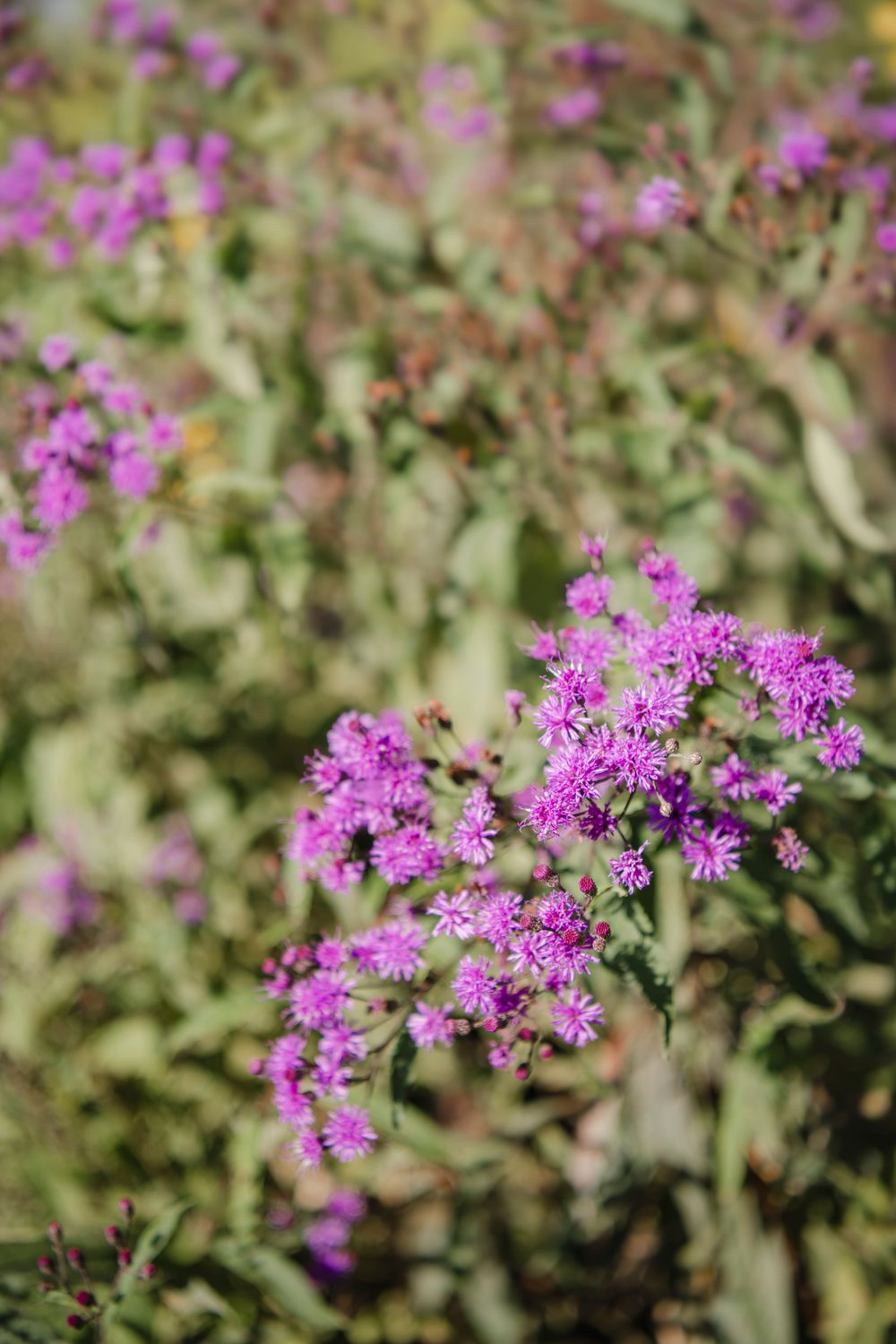 Delicate purple wildflowers bloom in clusters against a soft blurred green foliage background.