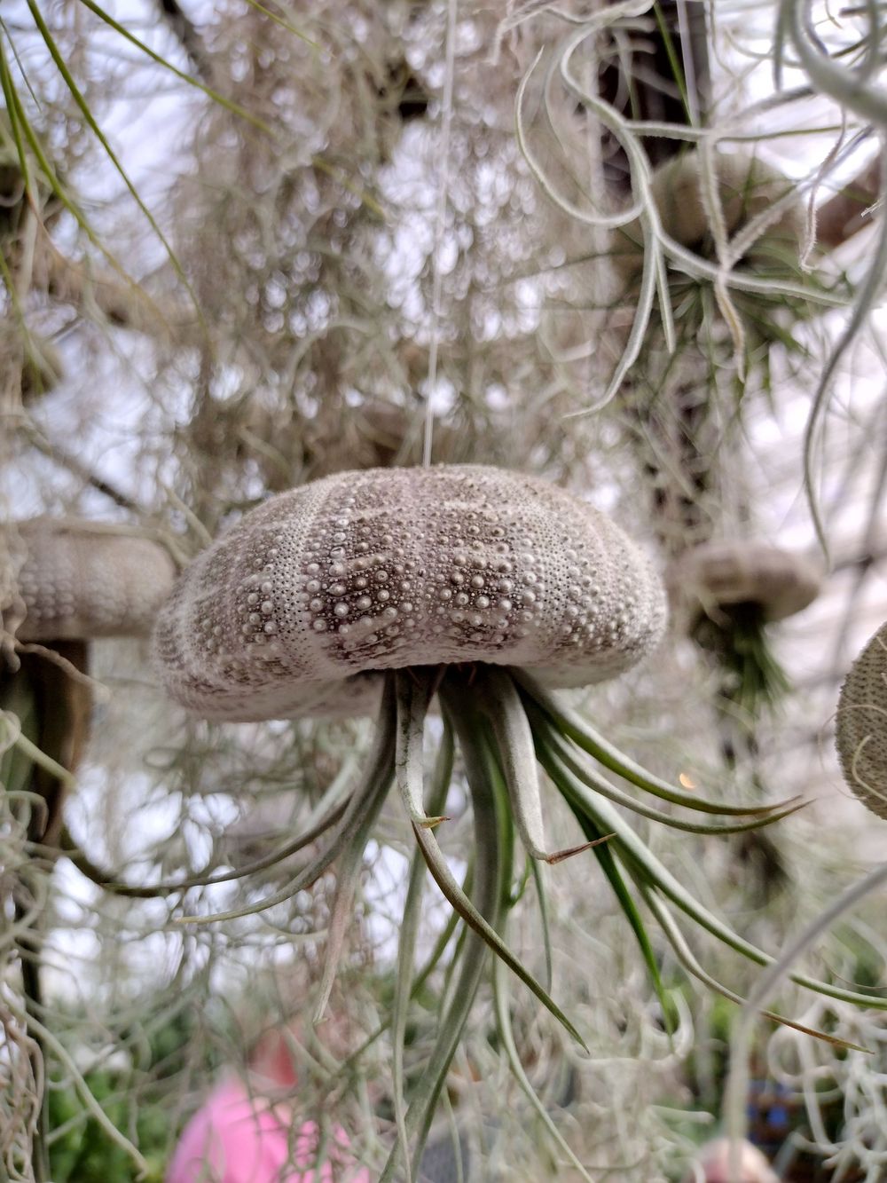 Jelly Fish Plant