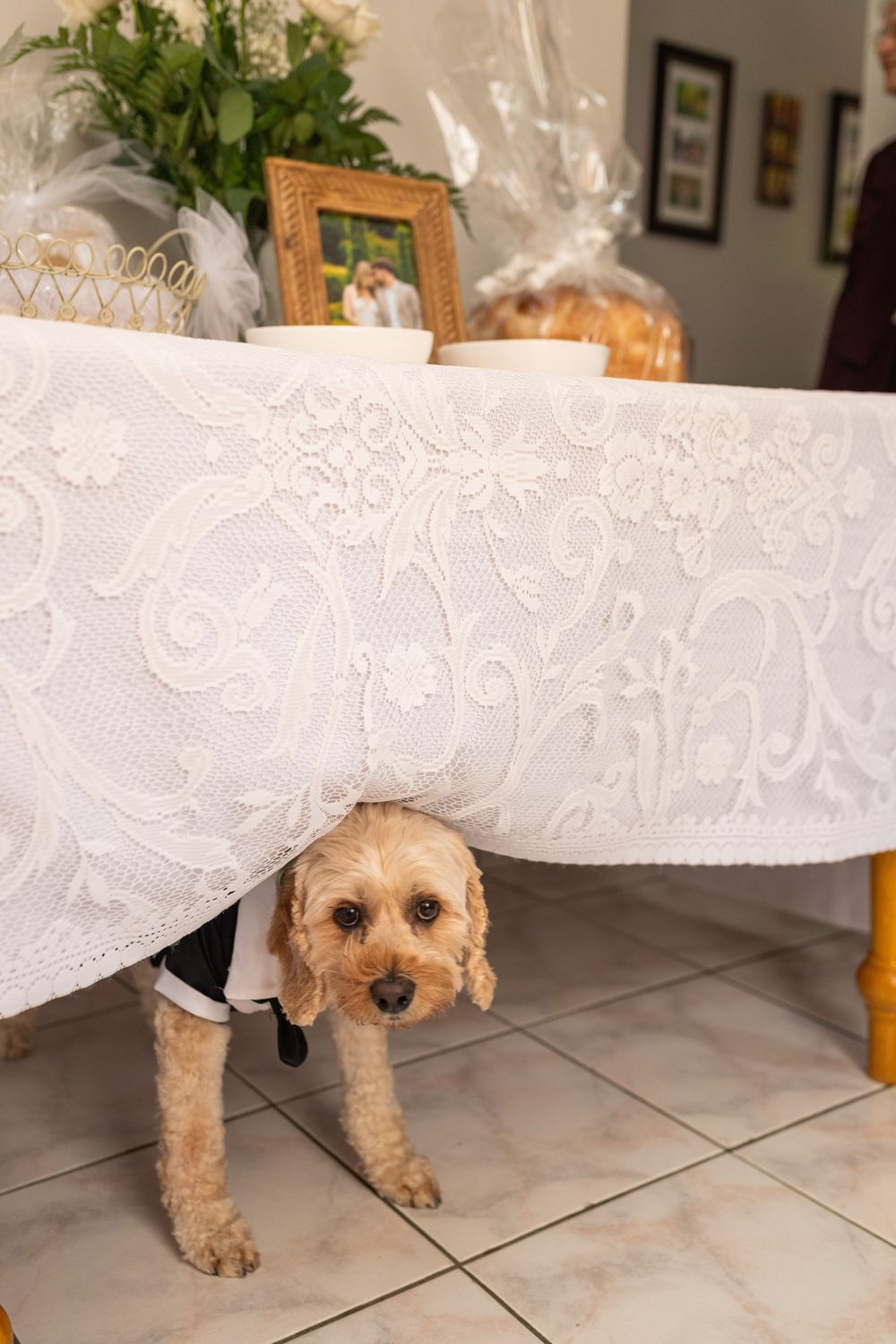Small tan dog peeking out playfully from under white lace tablecloth on tiled floor.