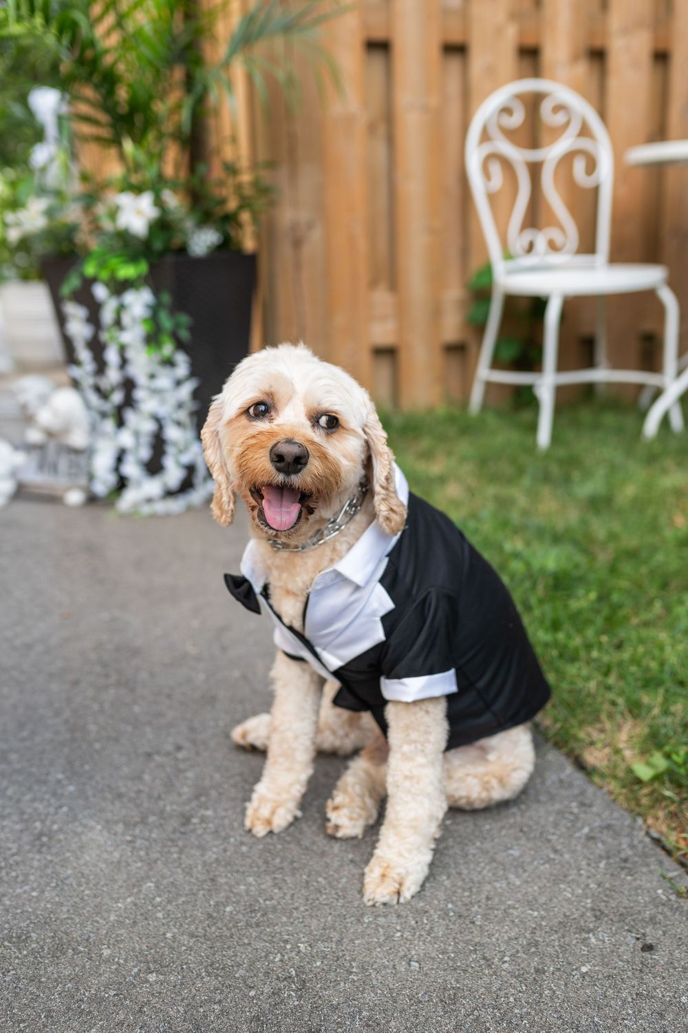 Small fluffy dog wearing a formal black and white tuxedo outfit poses on concrete path in backyard setting.