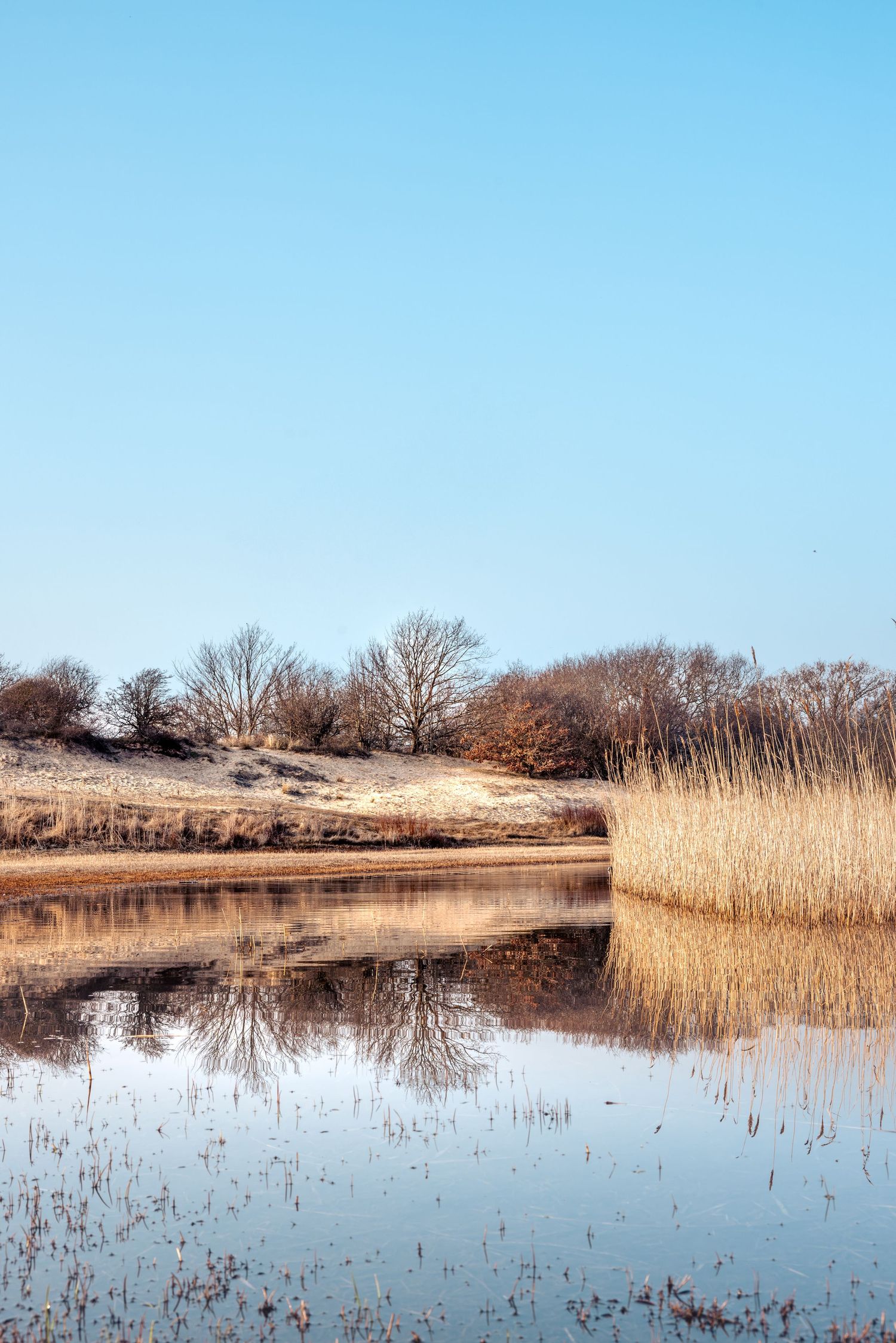 Prachtige fotolocatie in Egmond, Noord-Holland. Duinen, bos en water, op loopafstand.