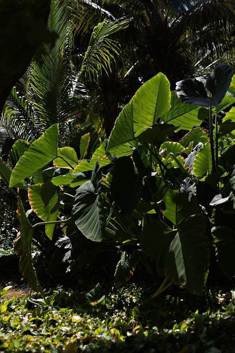 Lush tropical garden scene with large green banana leaves and palm fronds creating a natural jungle canopy in sunlight.