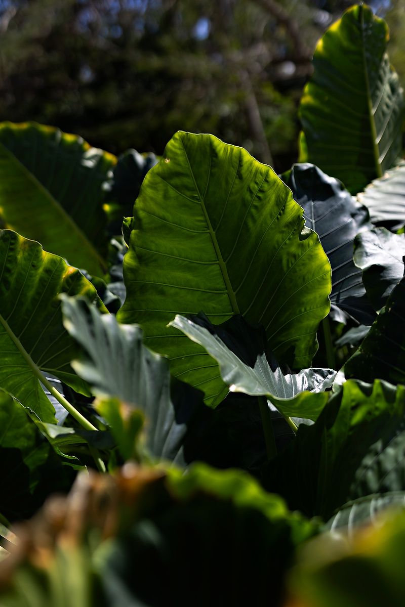 Large green leaves of a tropical plant cast dramatic shadows in natural sunlight, creating a lush garden scene.