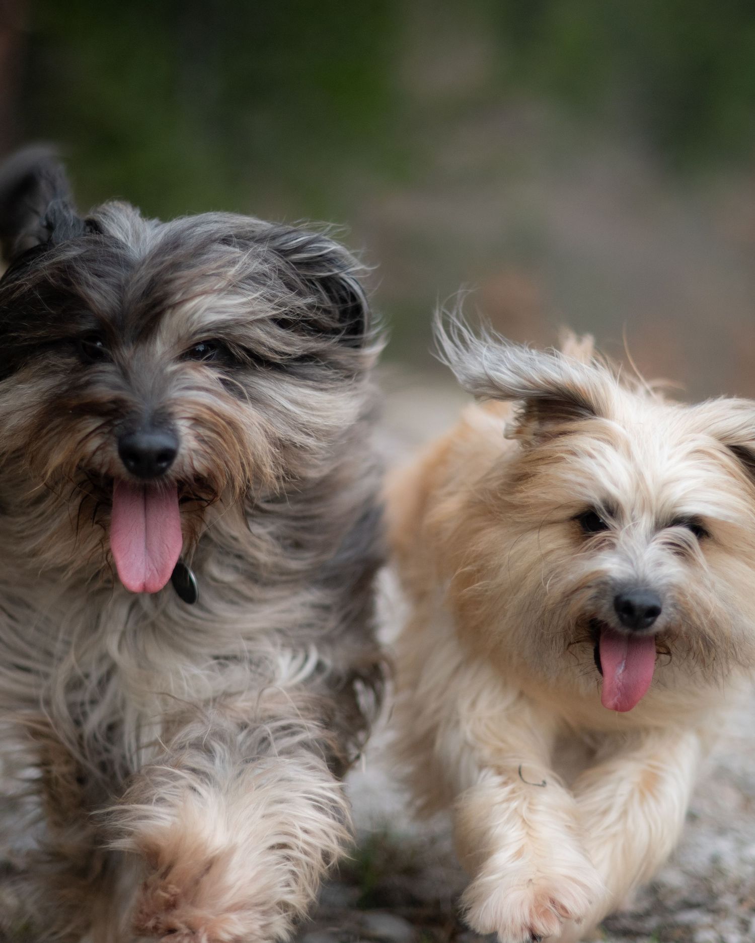 dogs portrait in natural light