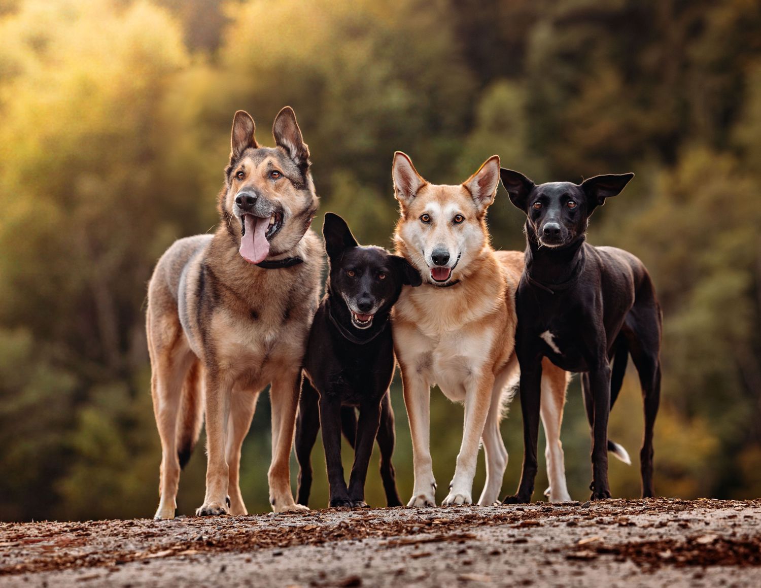 Four beautiful dogs of different breeds standing together against an autumn background.
