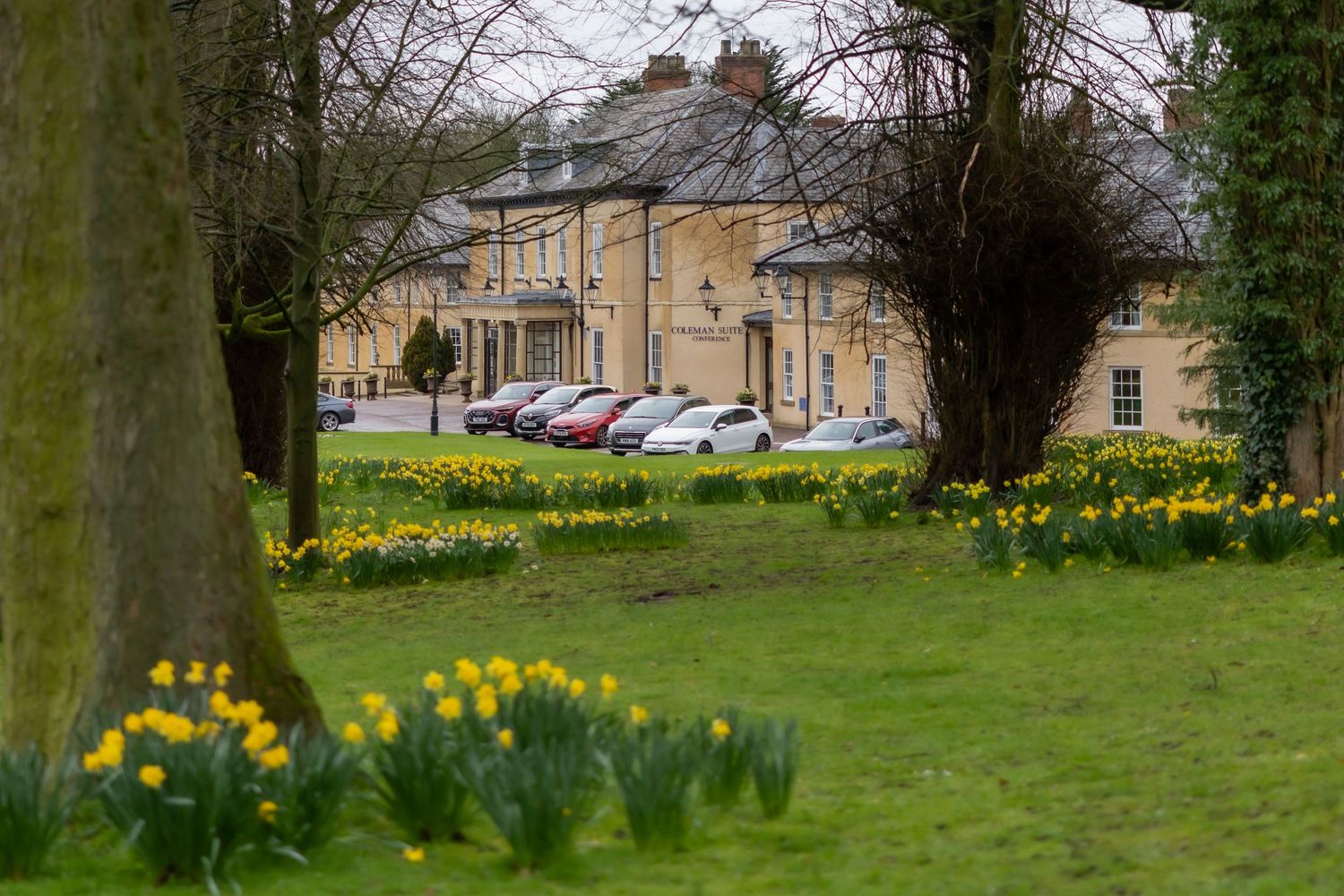 Elegant country house hotel surrounded by daffodils and mature trees in spring, with cars parked on a green lawn. Hardwick Hall wedding