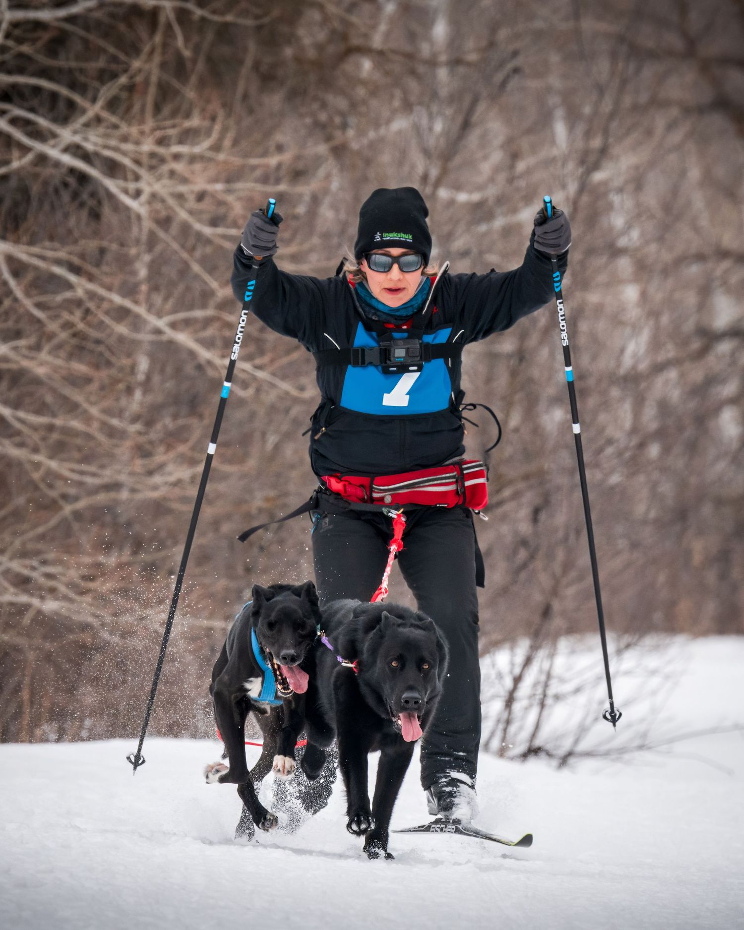 A cross-country skier in blue and black winter gear glides through snowy terrain with two black dogs.