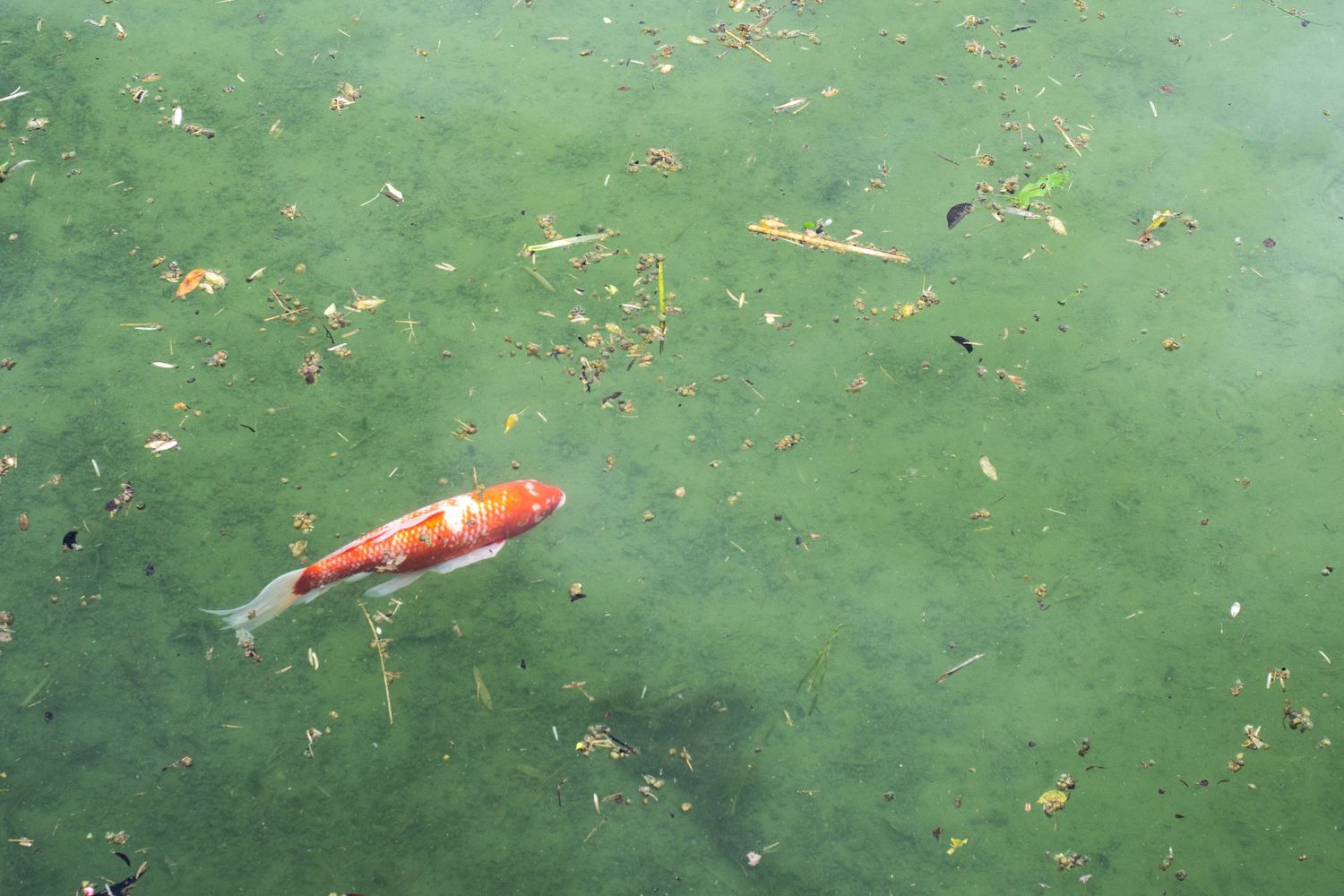 A vibrant orange and white koi fish swimming gracefully in a green algae-filled pond with floating leaves.