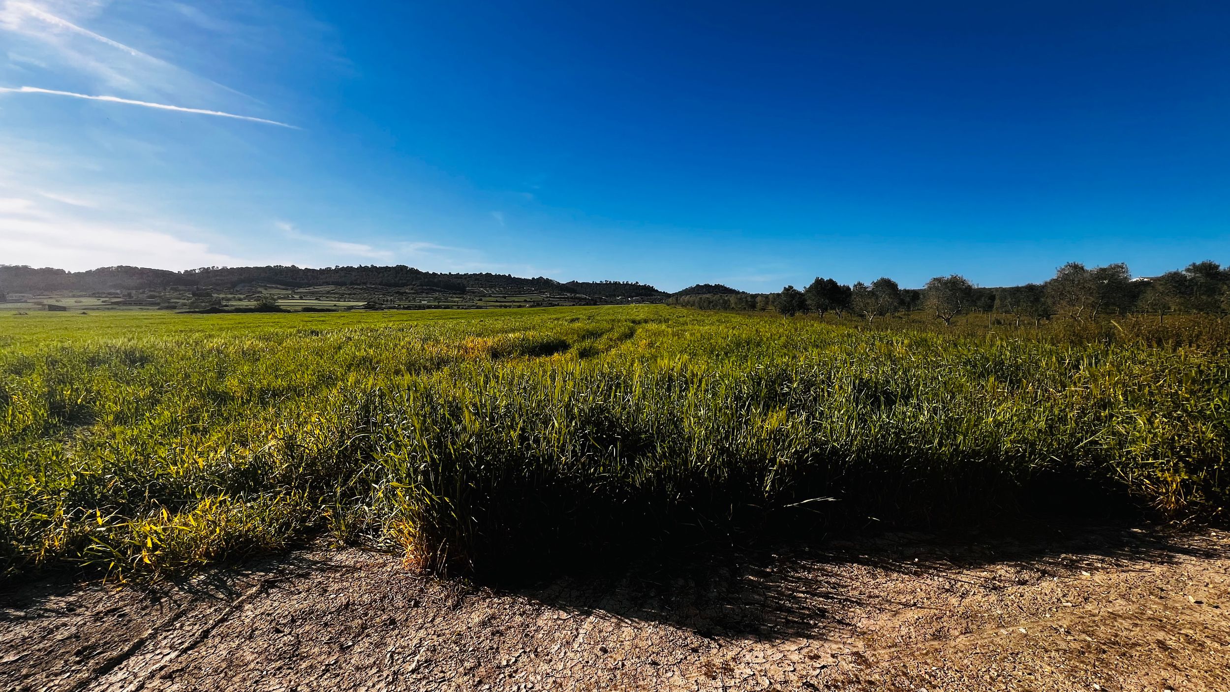 Vast green meadow with yellow wildflowers under a vivid blue sky on a sunny day in a rural landscape.