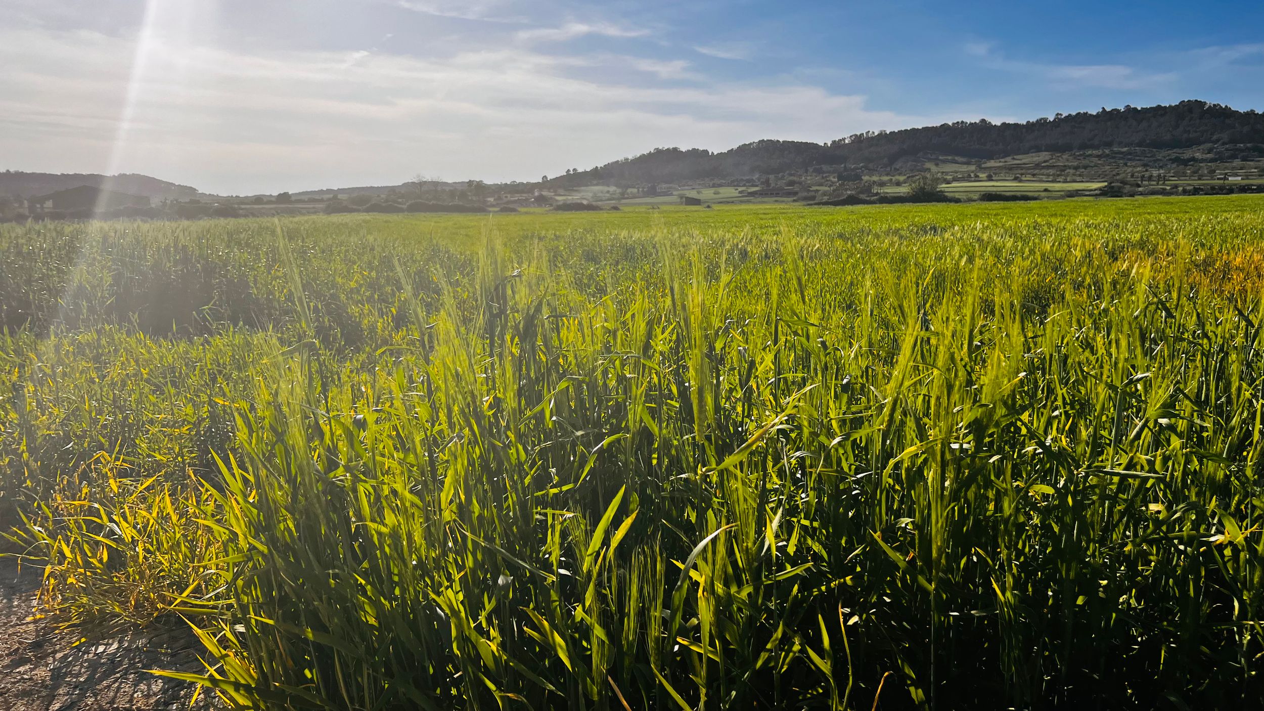 Lush green grass field stretching to rolling hills under a bright blue sky with sunlight flare.