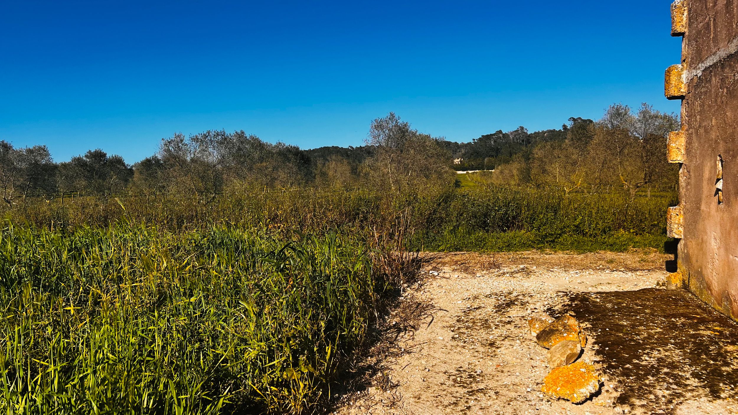 Overgrown wetland landscape with tall reeds, sandy path, and brick structure under a vivid blue sky.