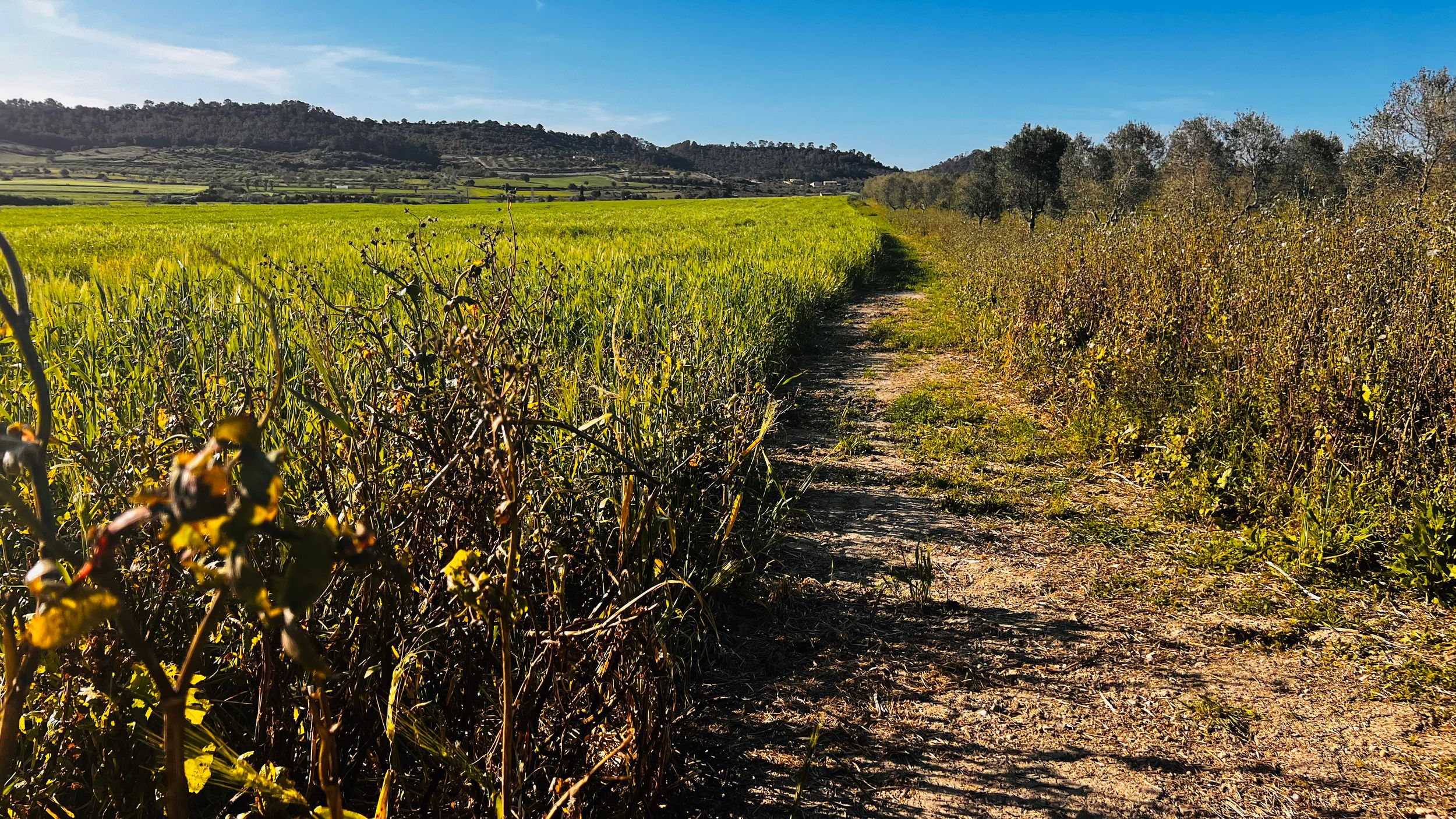 A narrow dirt path winds between lush green fields and wild shrubs under a clear blue sky in a rural landscape.