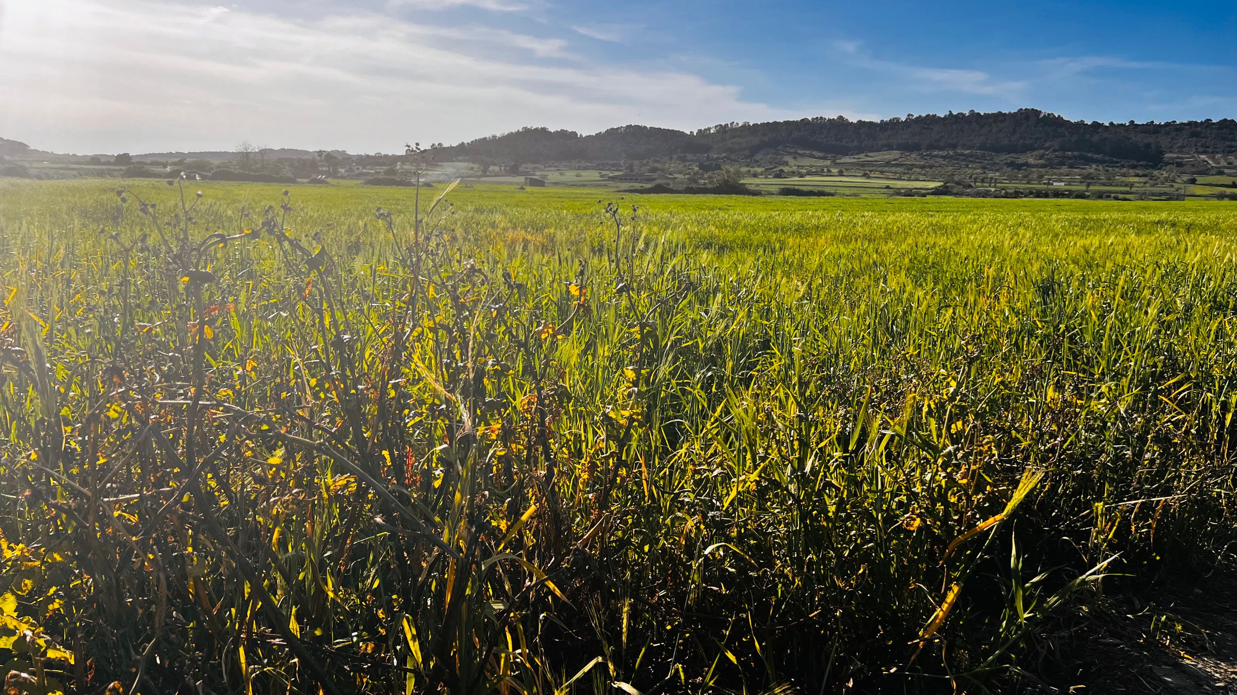 Sunlit green and yellow grass field stretching to rolling hills under a bright blue sky.