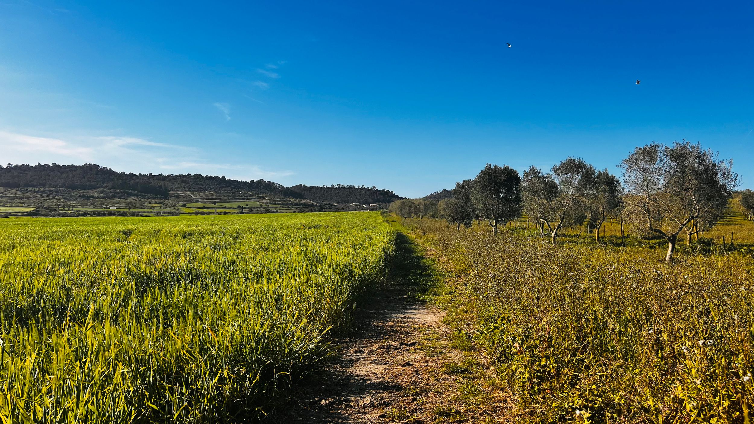 A narrow dirt path winds through lush green fields under a vivid blue sky with scattered trees on the horizon.