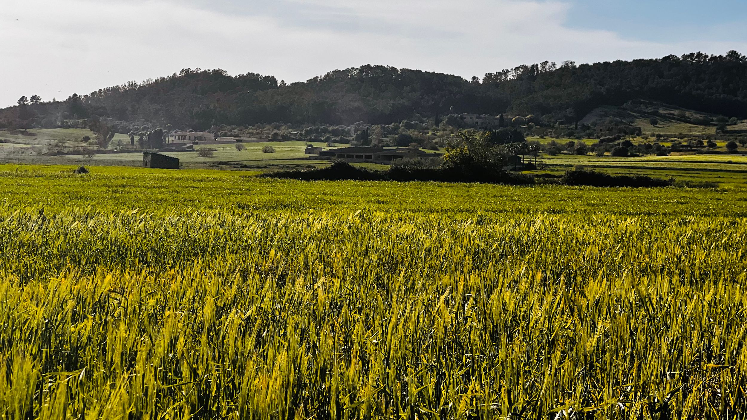 Lush green wheat fields stretch across a rural valley with a small village and tree-covered hills in the background.
