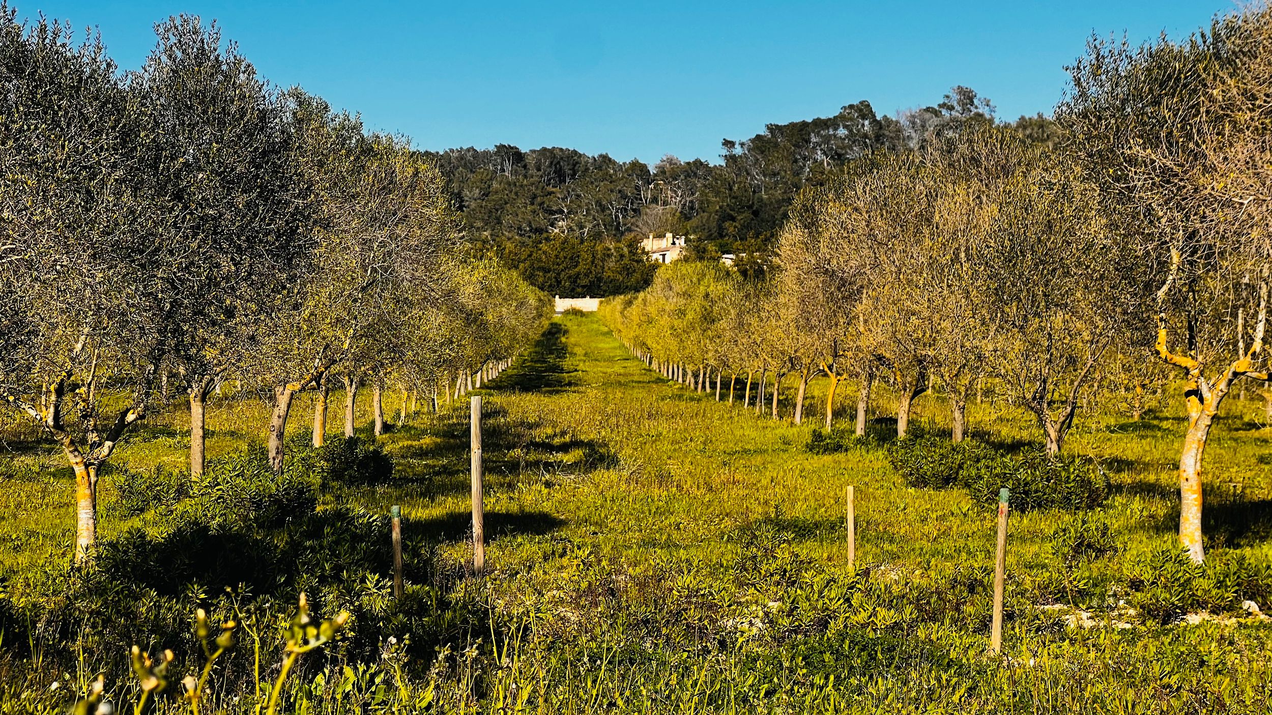 Rows of olive trees in a lush green orchard under a clear blue sky with a white building in the background.