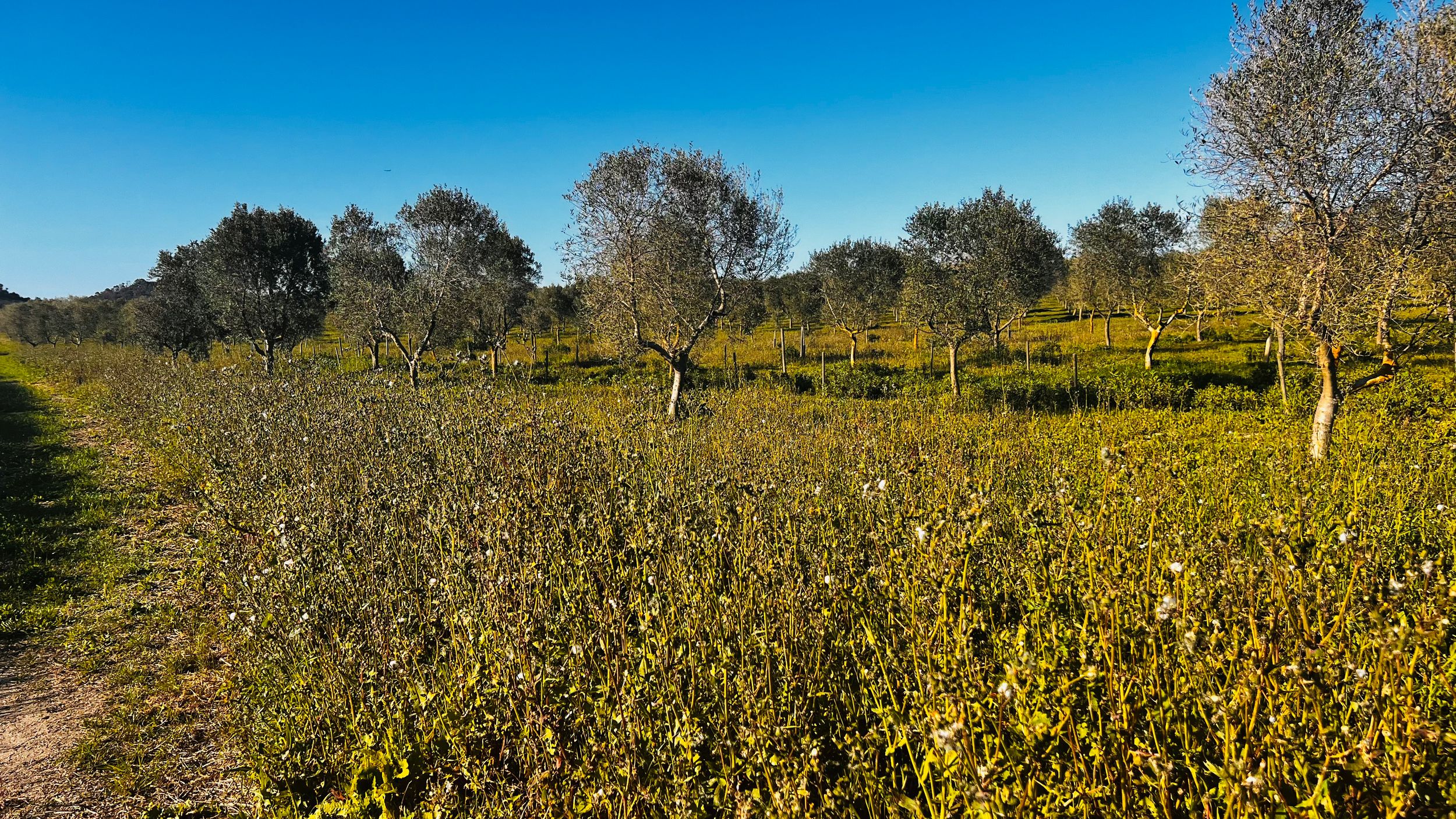 Sunny rural landscape with sparse olive trees and lush green shrubs under a clear blue sky.