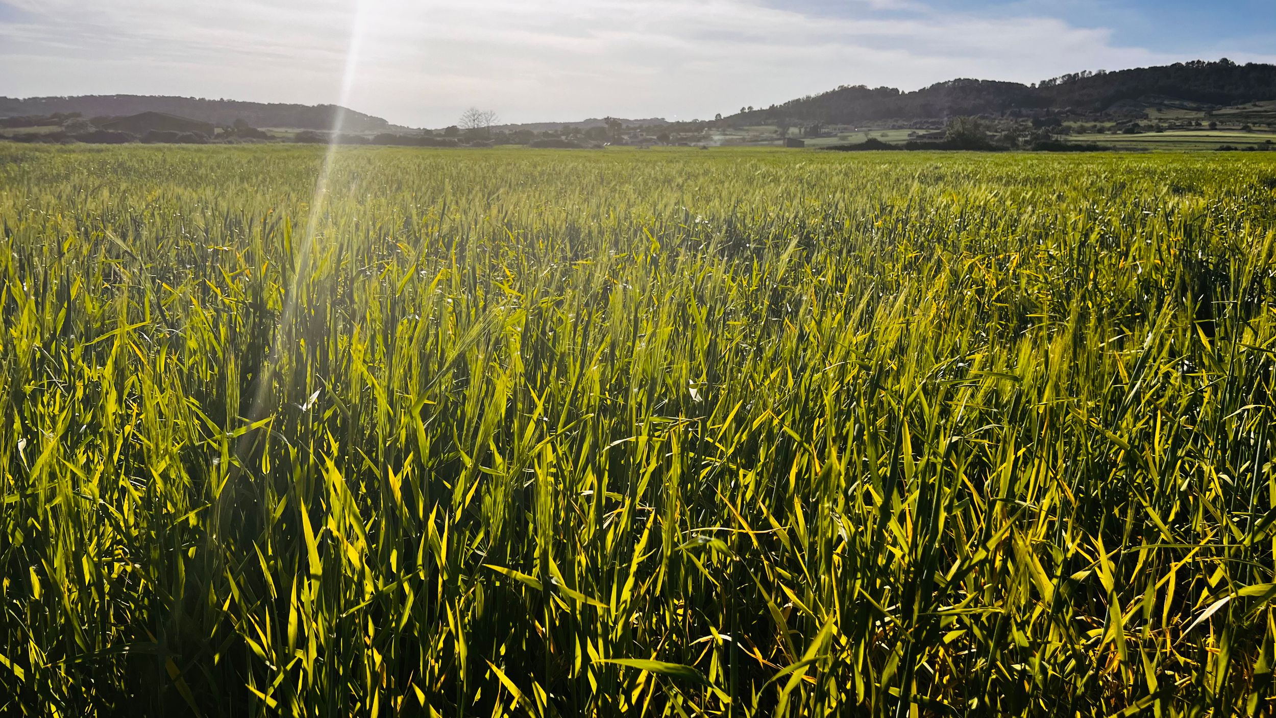 Sunlit green grass field stretching to rolling hills under a bright sky with lens flare effect.