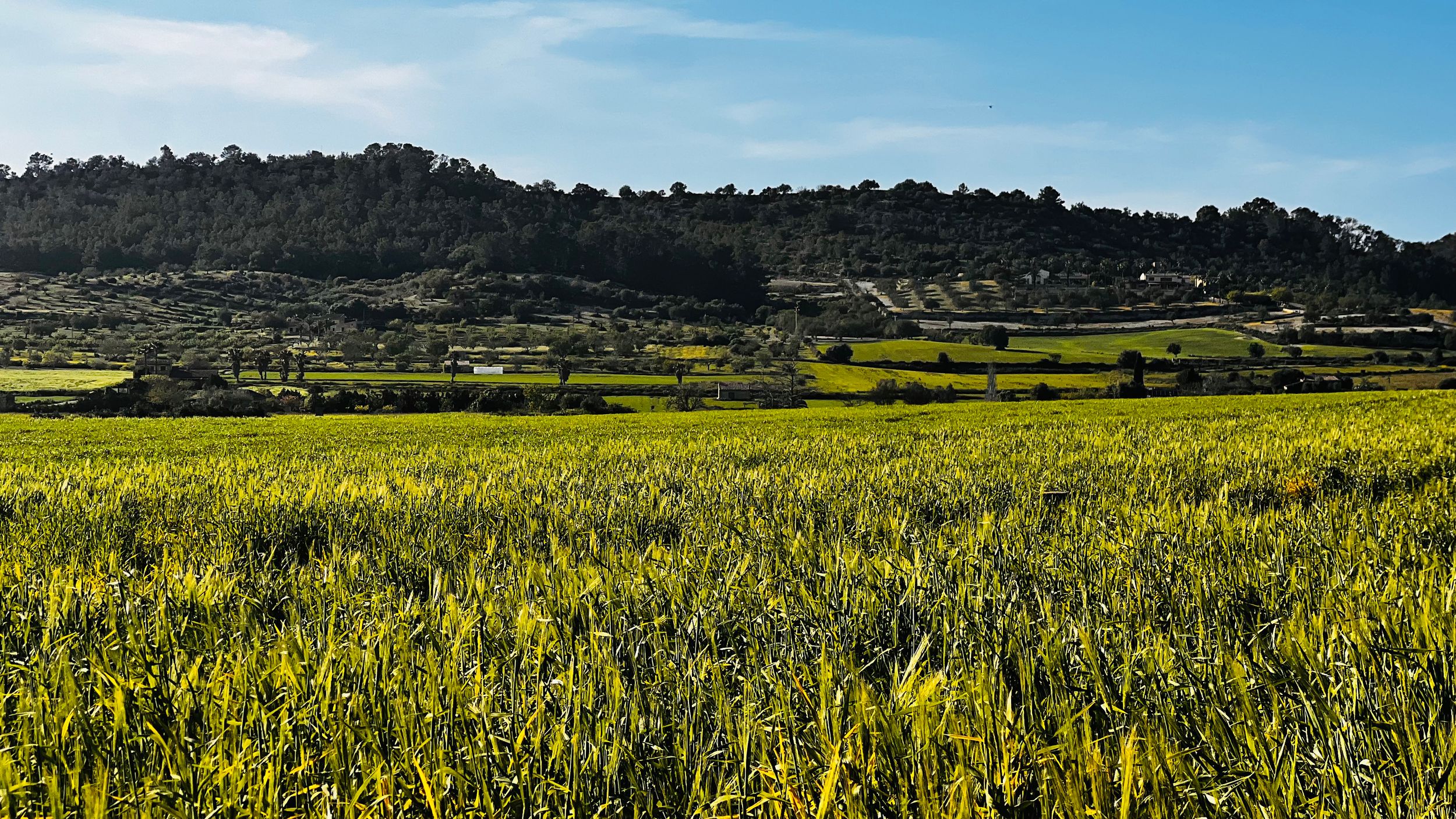 Lush green wheat fields stretch across a rural landscape with terraced hillside farms and a tree-covered hill under a blue sky.