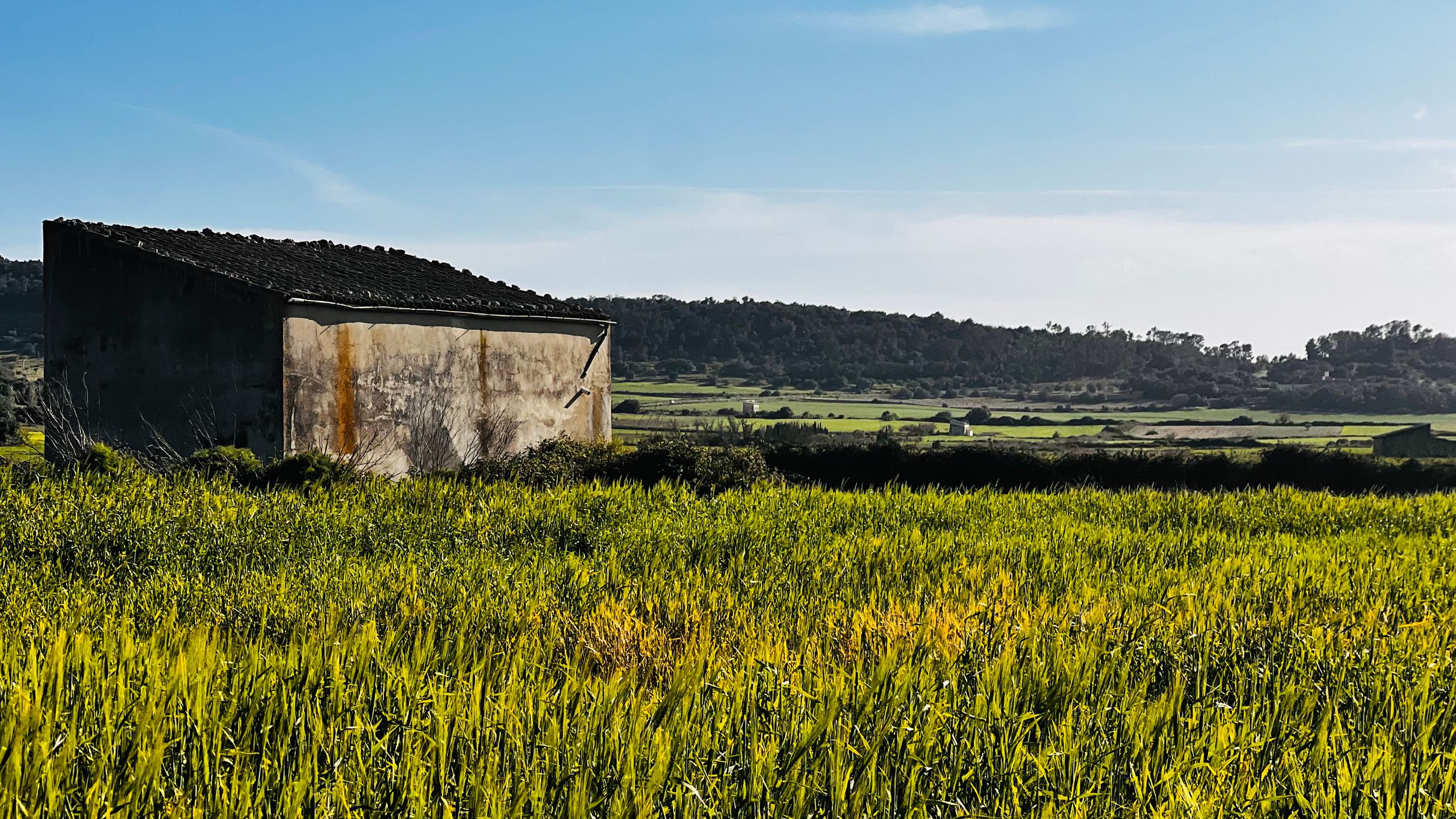Abandoned rustic shed surrounded by lush green fields under a clear blue sky in a rural landscape.