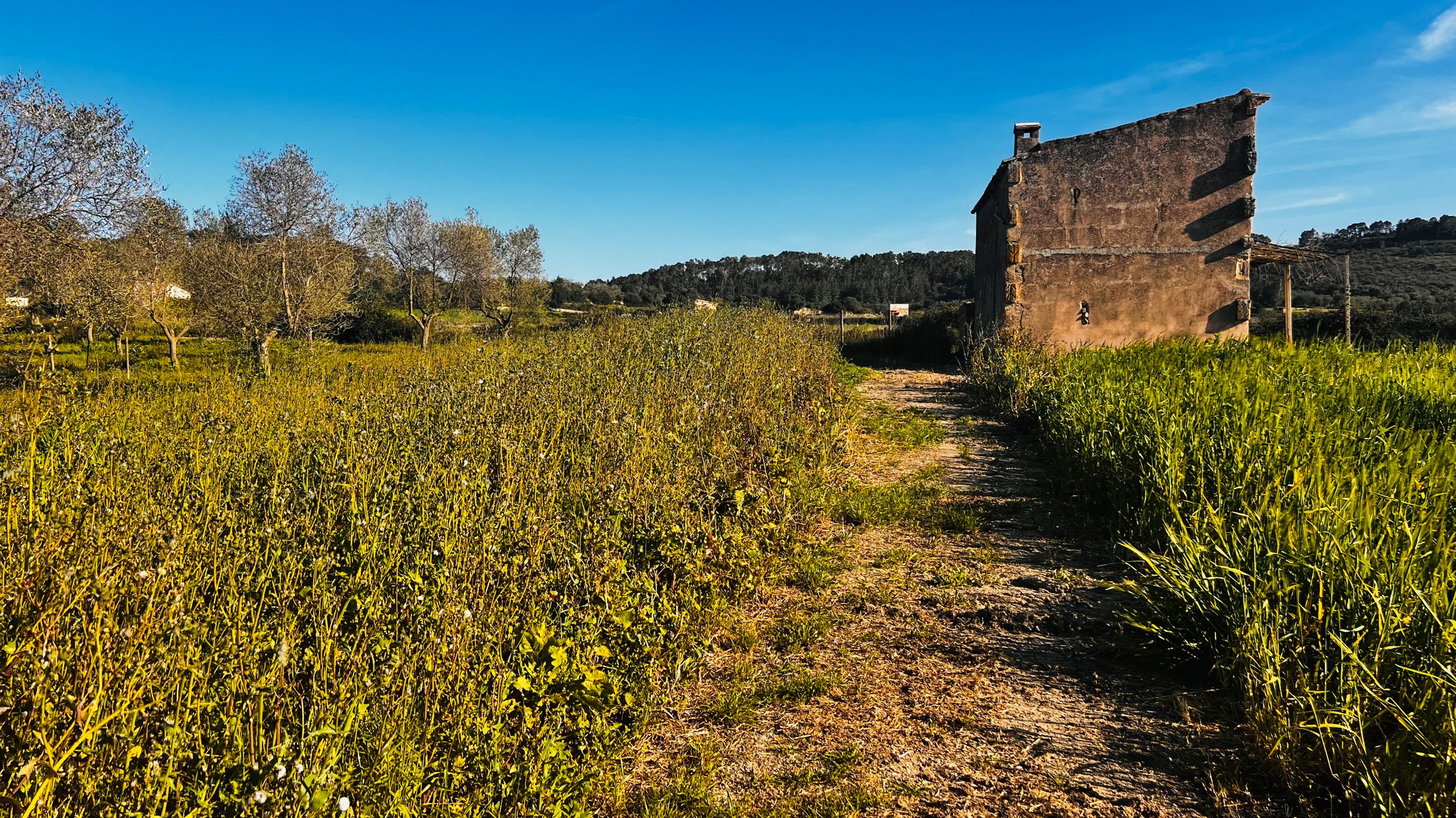 Overgrown rural path leading to an old stone building surrounded by lush green fields under a clear blue sky.