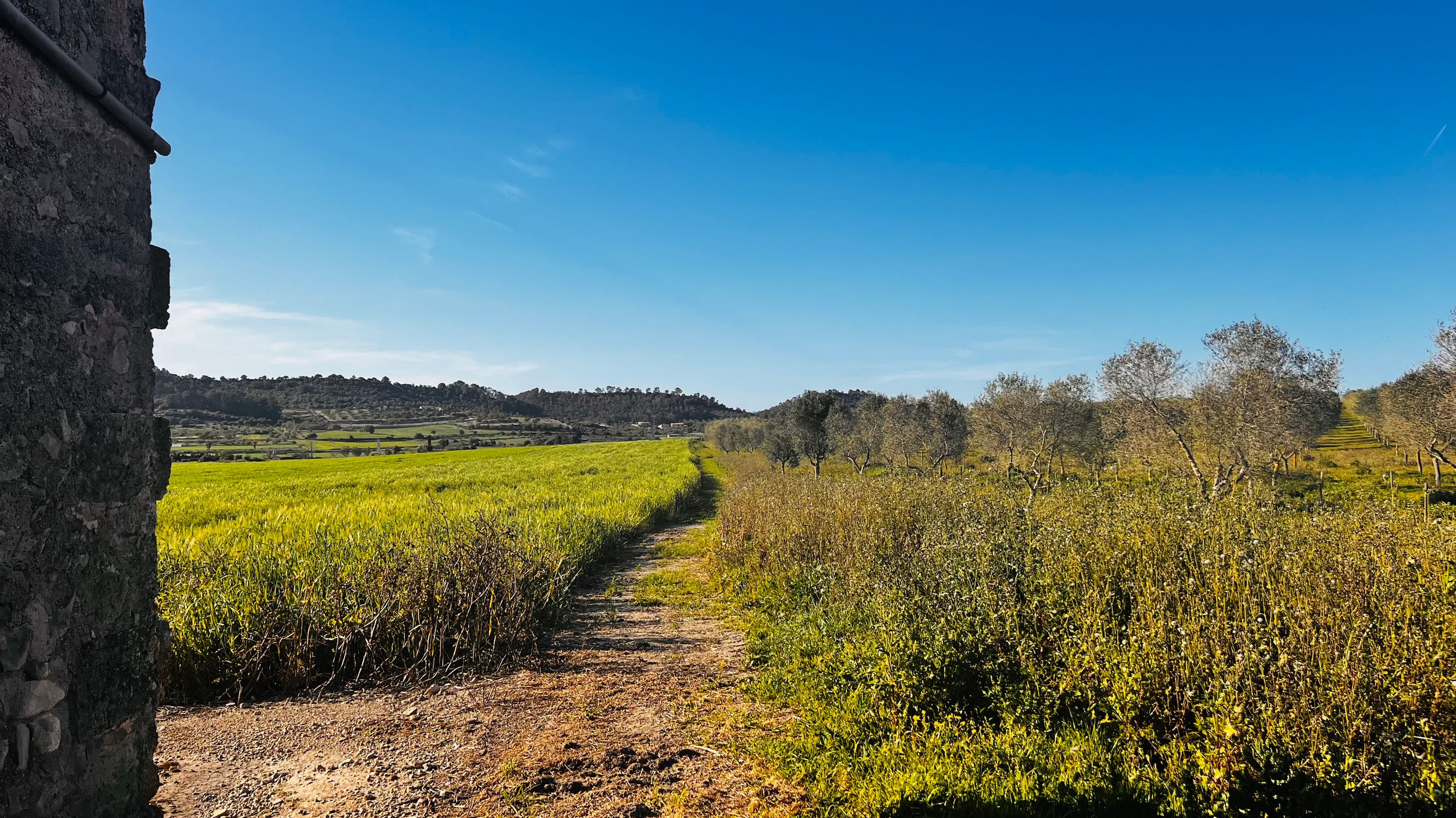 Scenic dirt path winding through vibrant green fields with trees and hills under a bright blue sky.