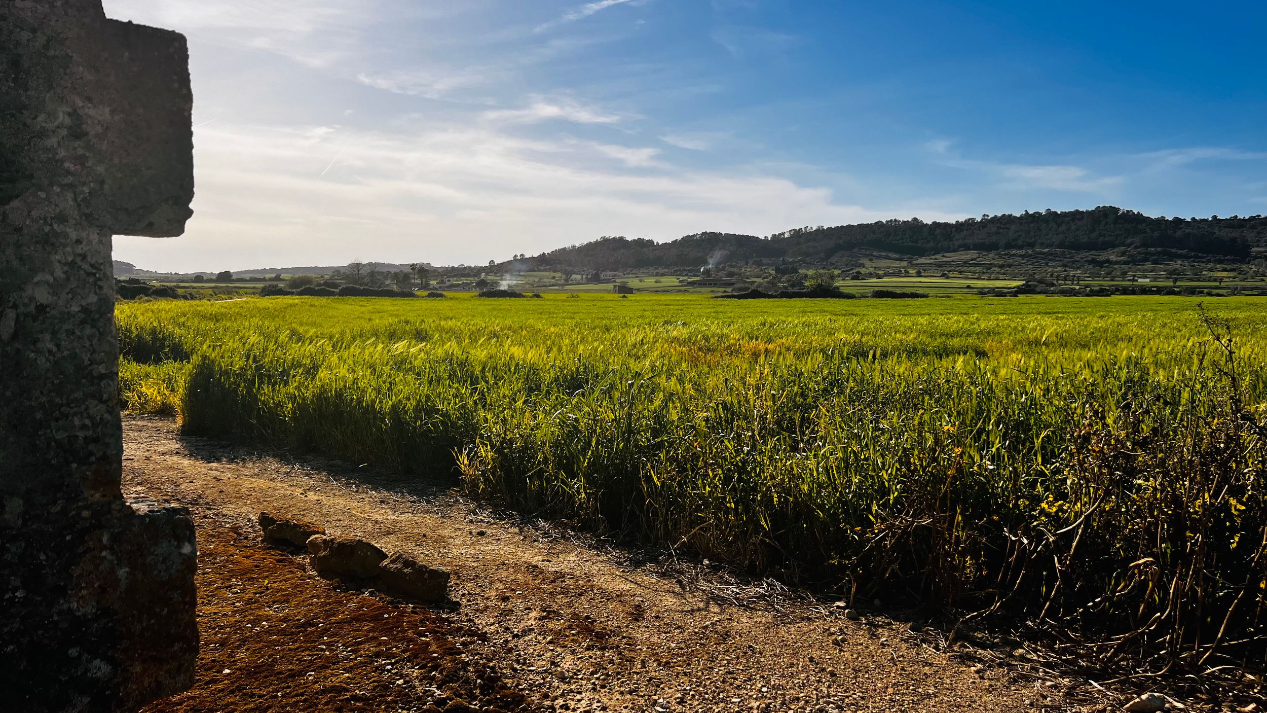 Lush green sugarcane fields stretch across a rural landscape under a blue sky with rolling hills in the background.