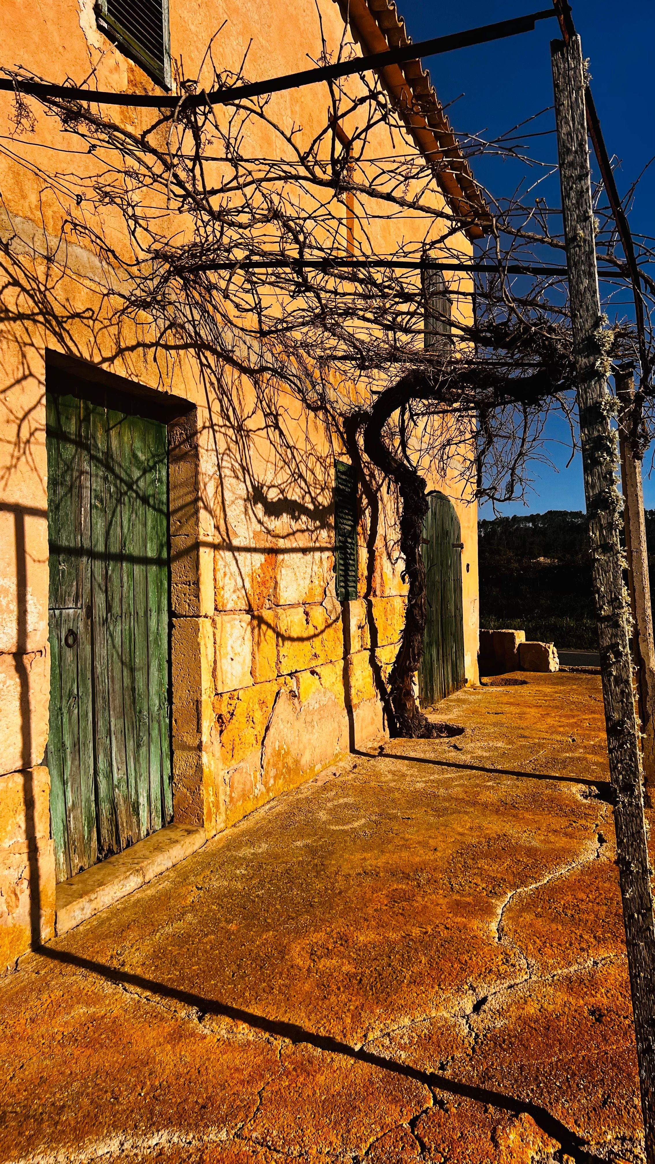Rustic orange building with bare climbing tree, green wooden door, and warm sunlight casting shadows on aged stone walls.