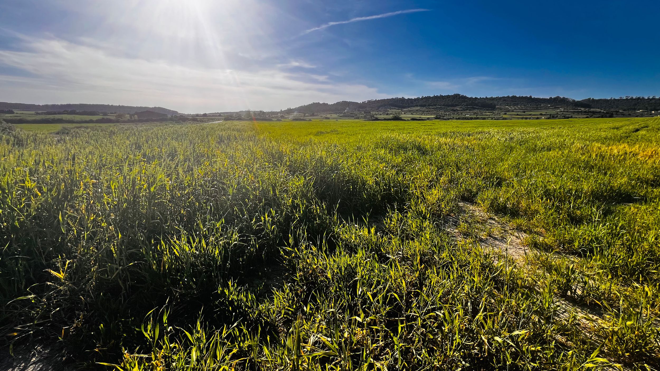 Lush green field under bright sunlight with rolling hills and blue sky in the background.