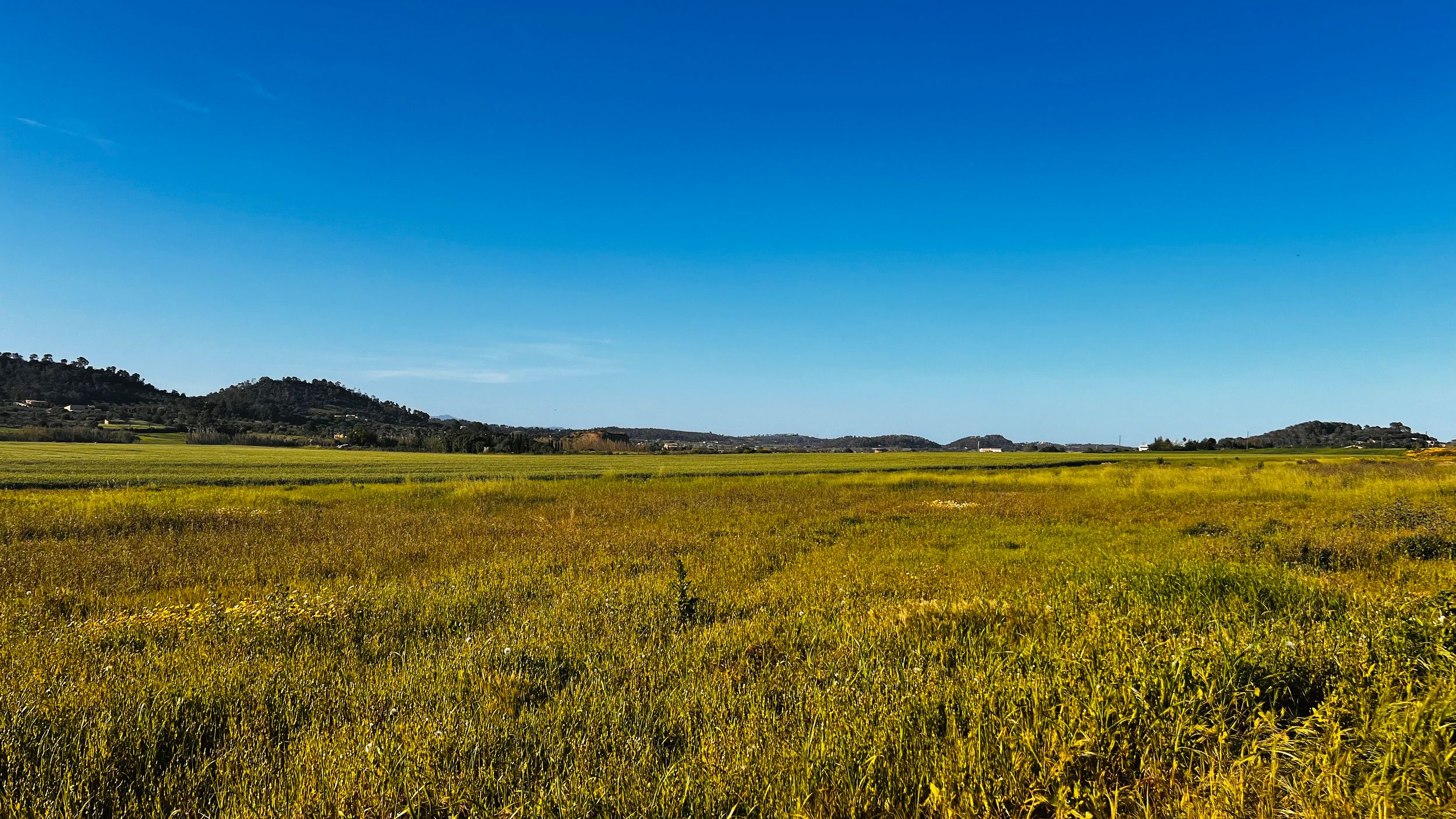 Vast green and yellow meadow under a clear blue sky with rolling hills in the background on a sunny day.