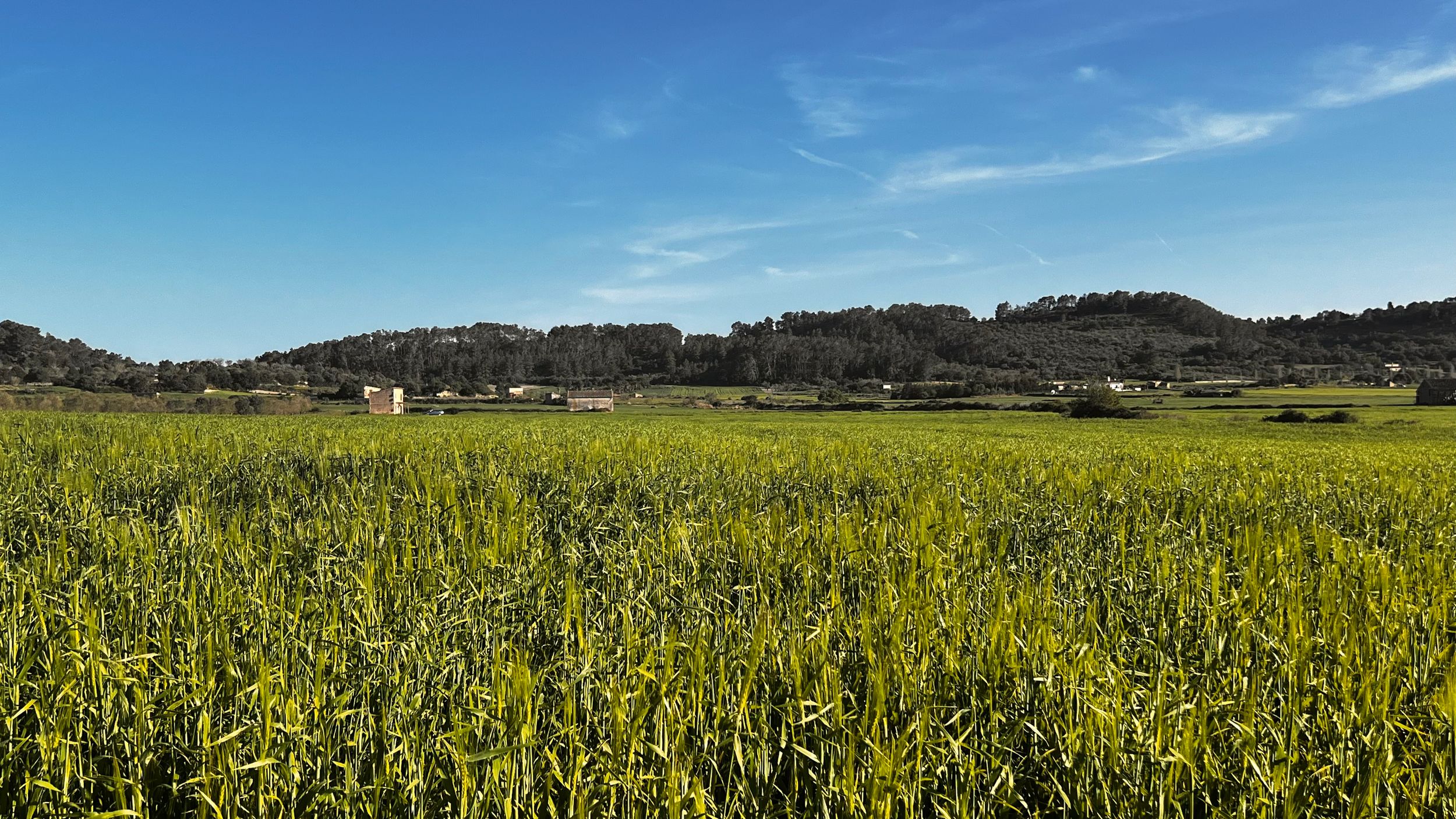 Lush green crop field under a clear blue sky with rolling hills and rural buildings in the background.